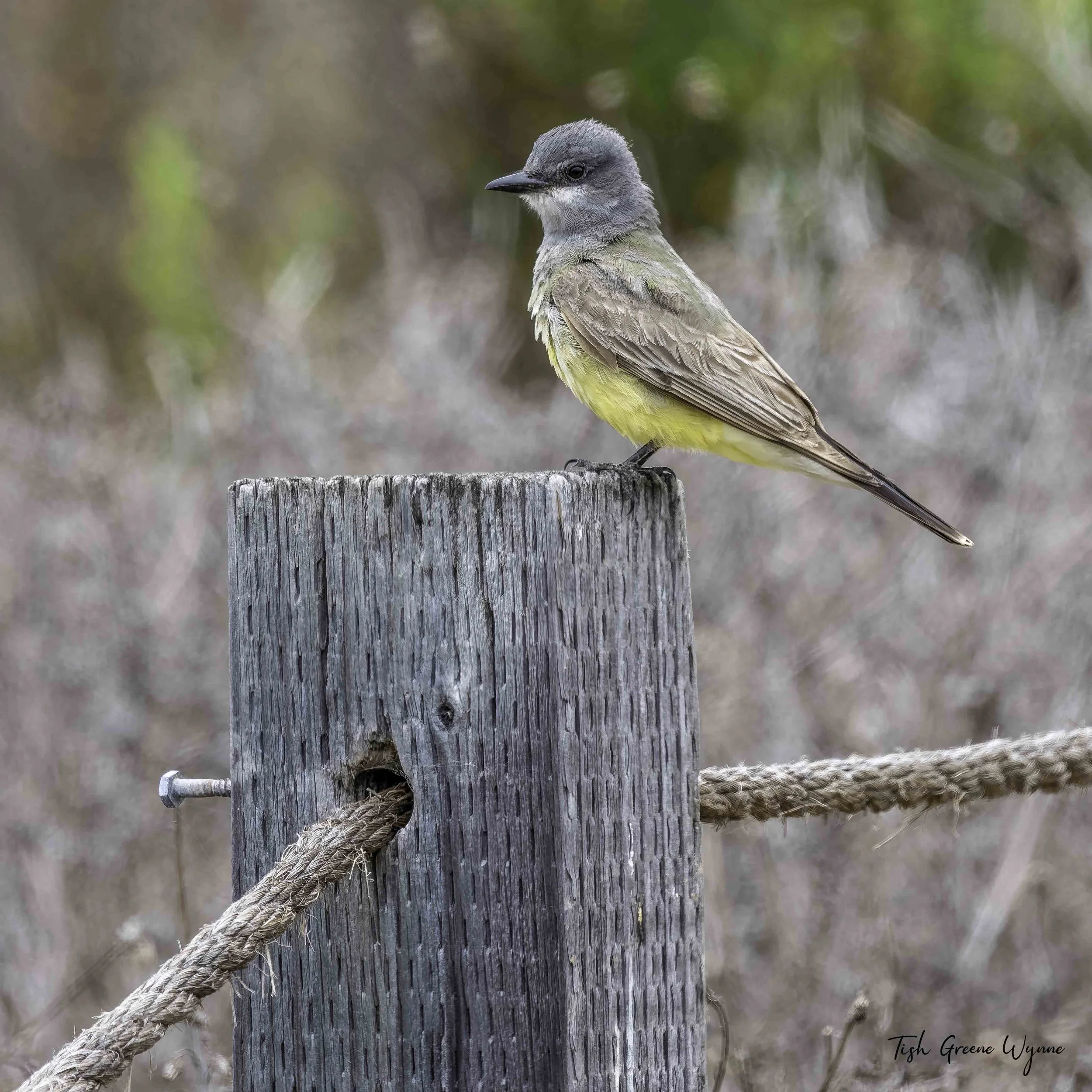Cassins Kingbird