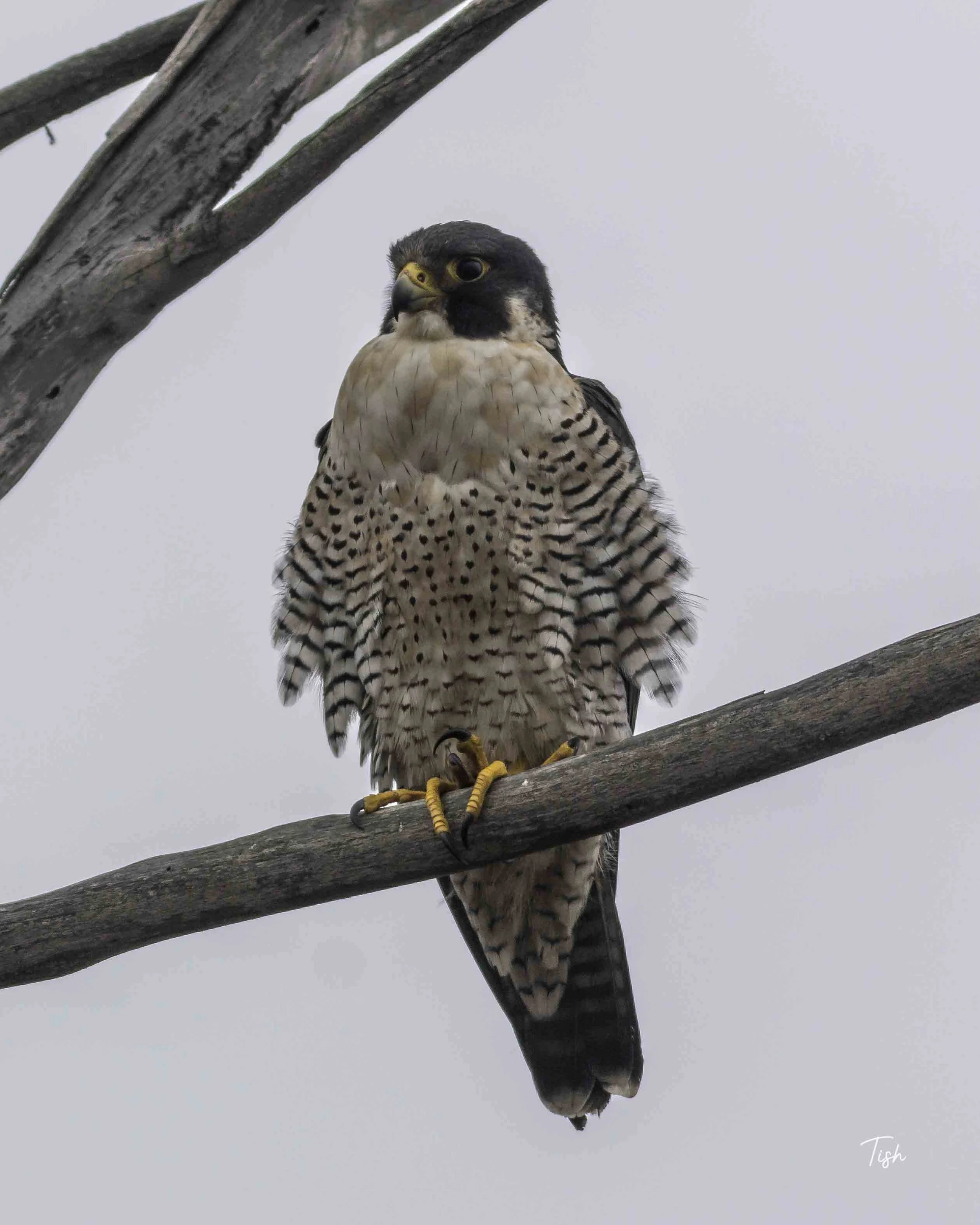 Perigrine Falcon