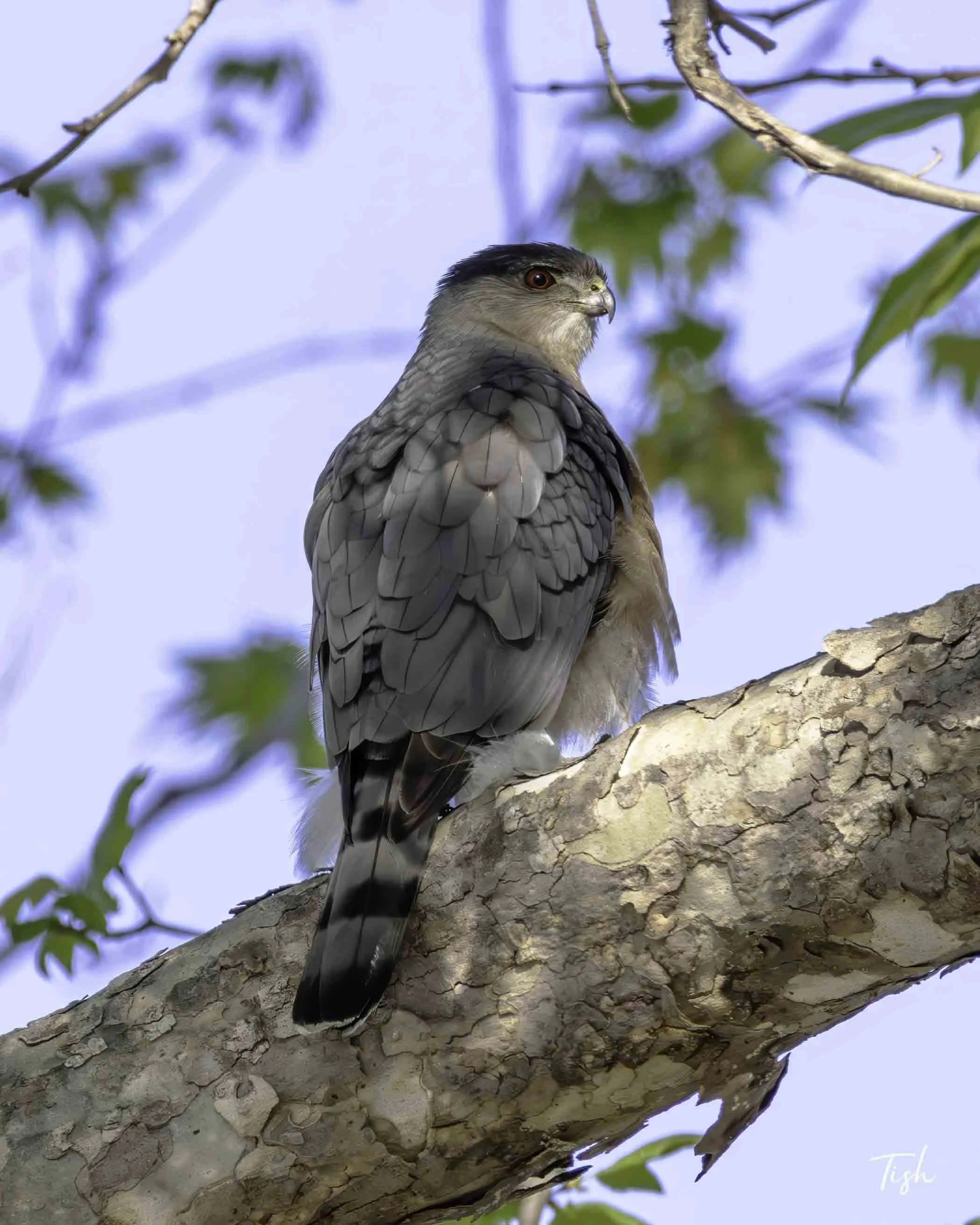 Sharp Shinned Hawk