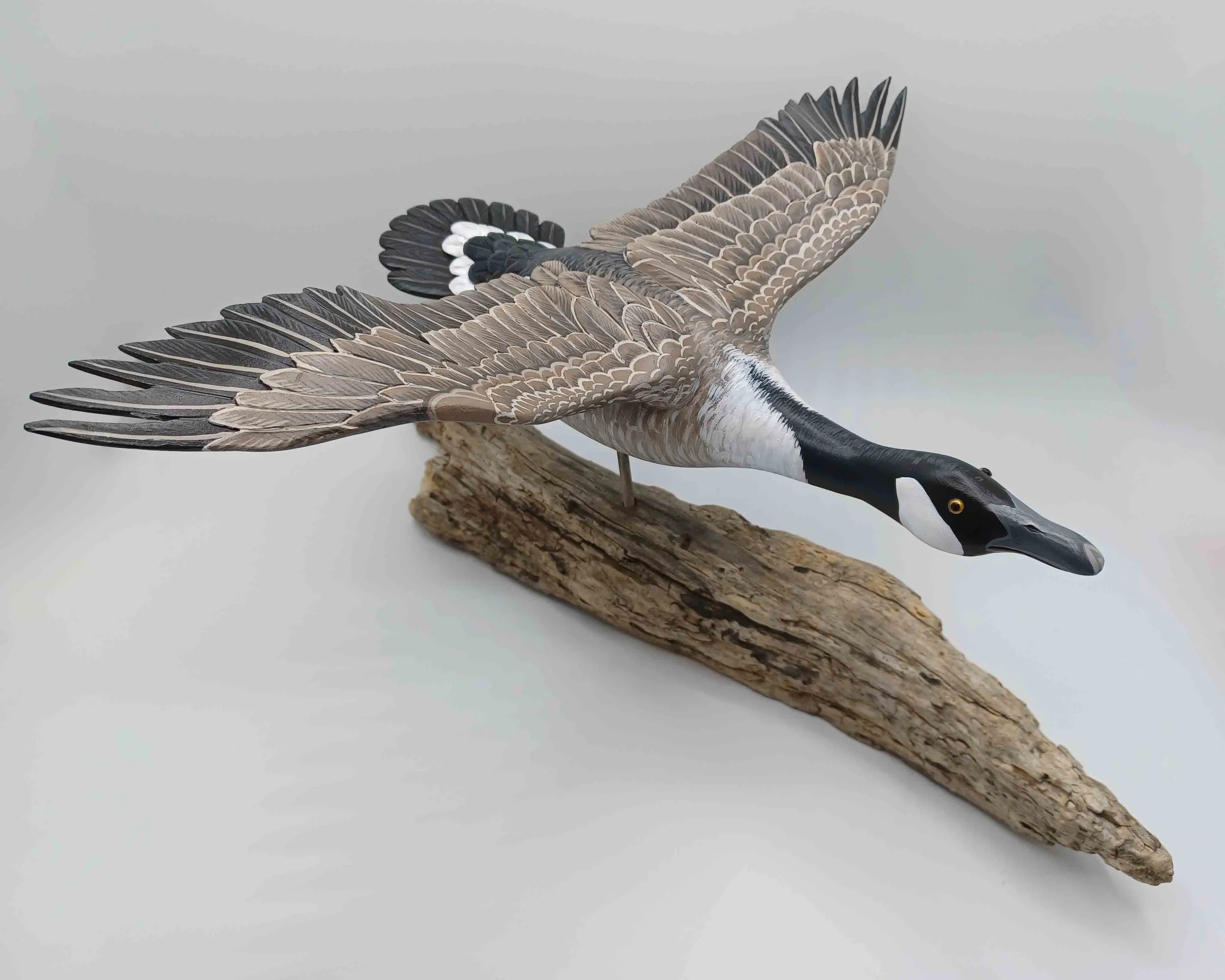 Canadian Goose Flying #66