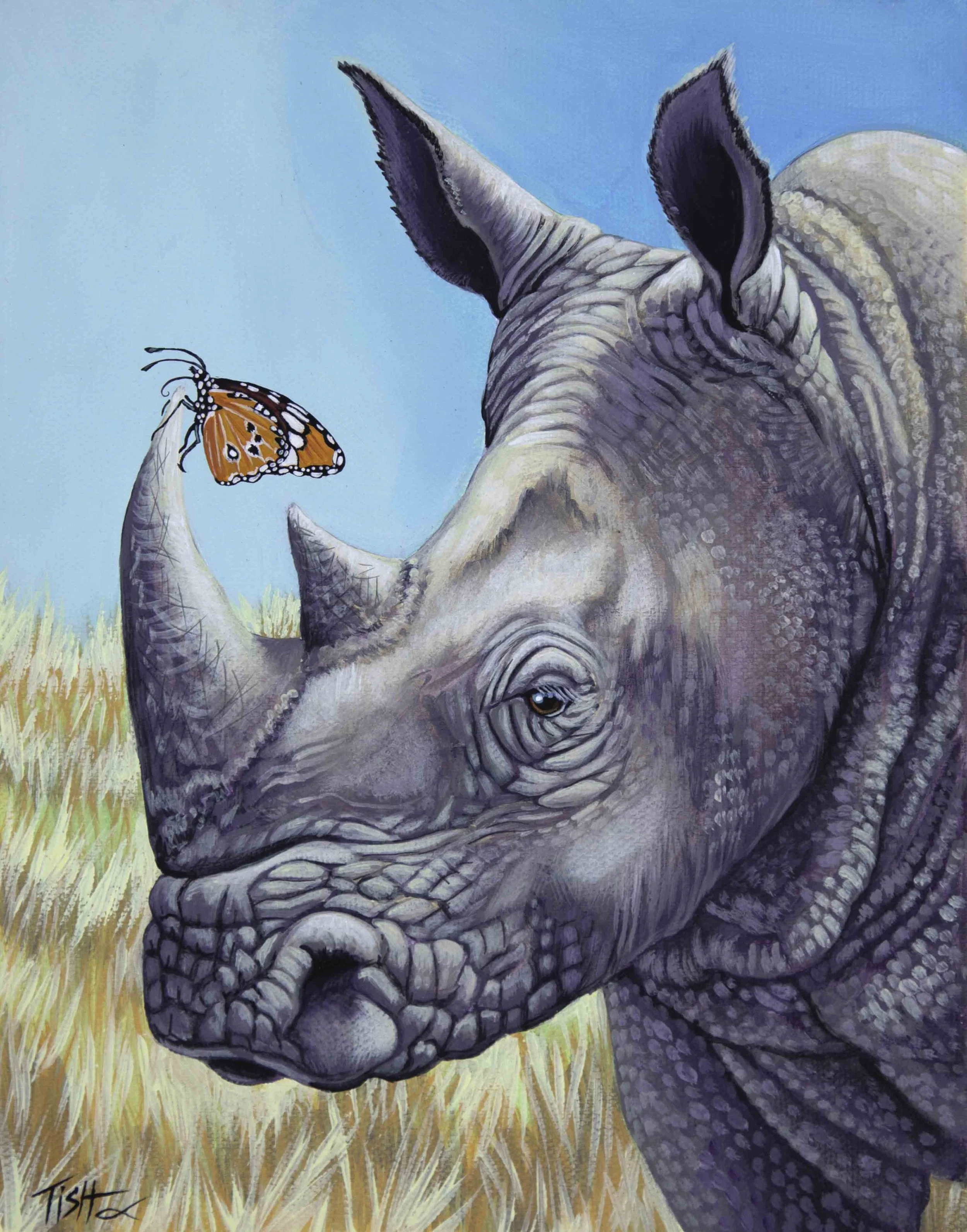 Rhino Butterfly