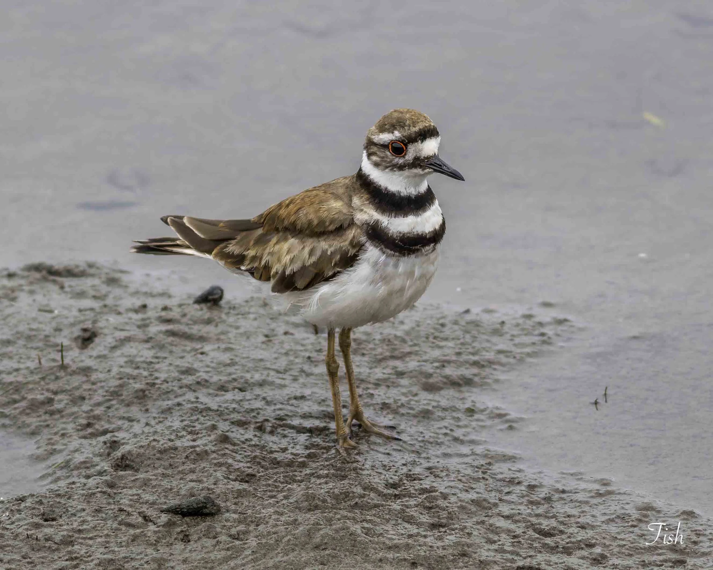 Killdeer
