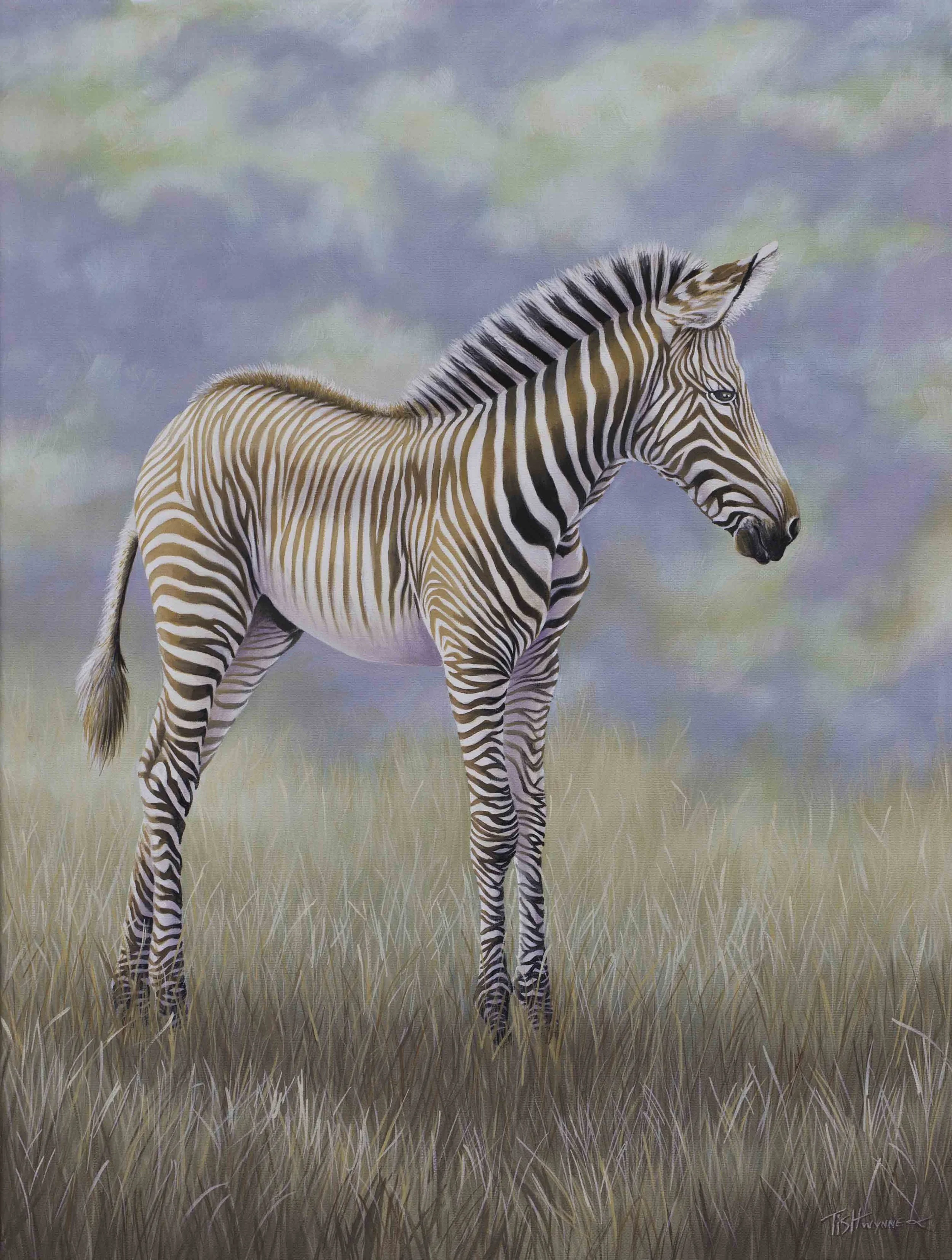 Baby Zebra..................  SOLD