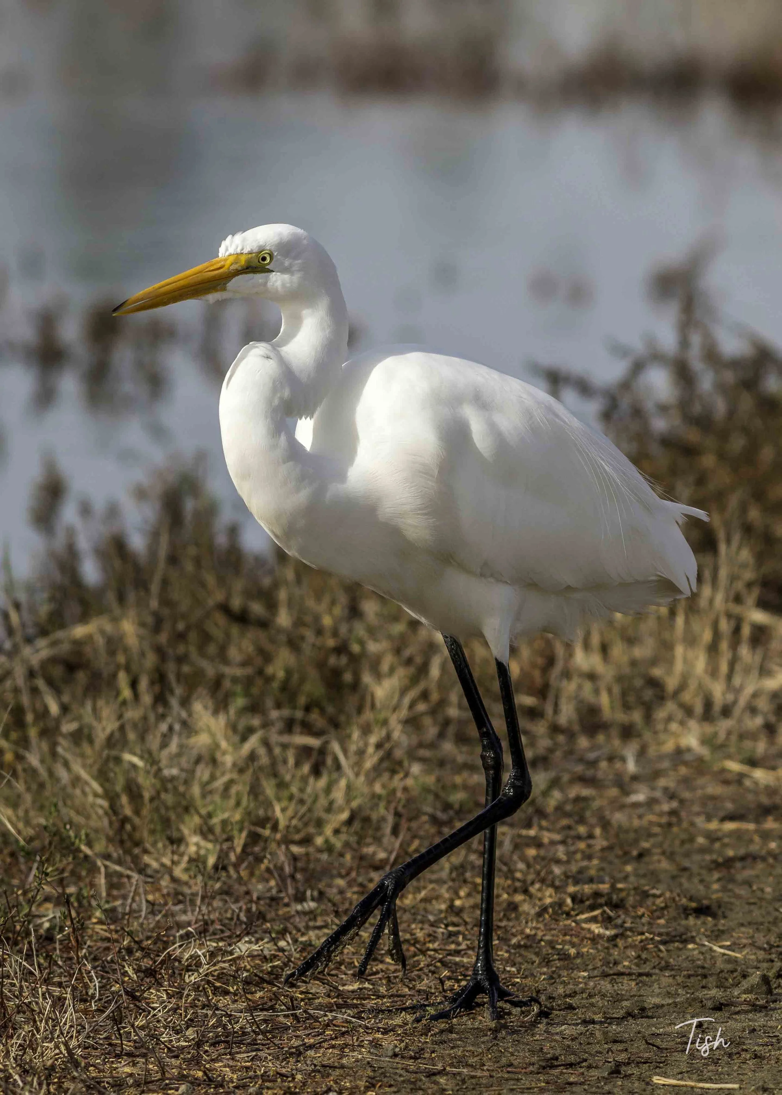 Great Egret