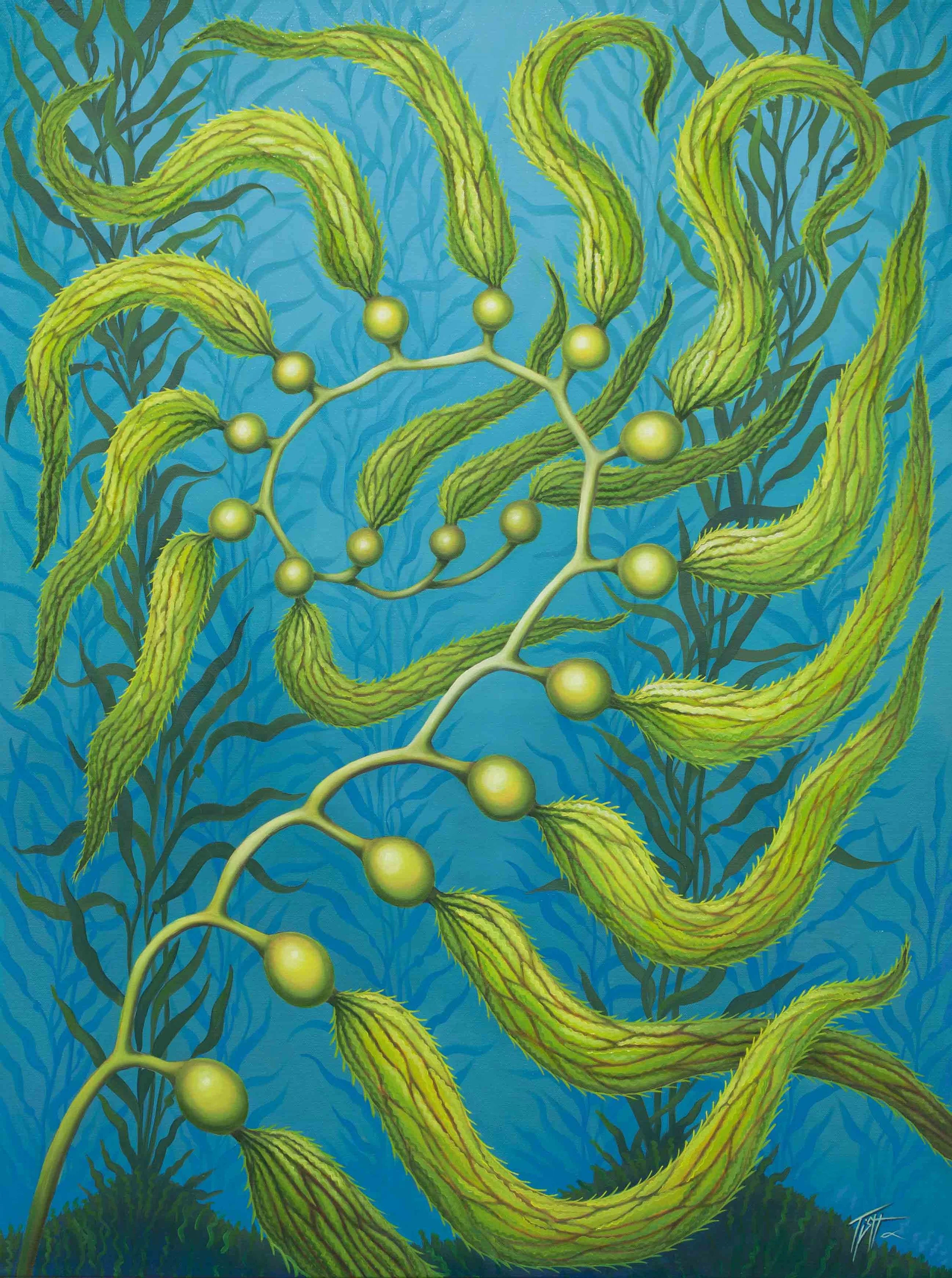 An artistic painting of seaweed with winding, yellow-green stems, green leaves, and round yellow-green bulbs, set against a blue background with dark blue aquatic plants.