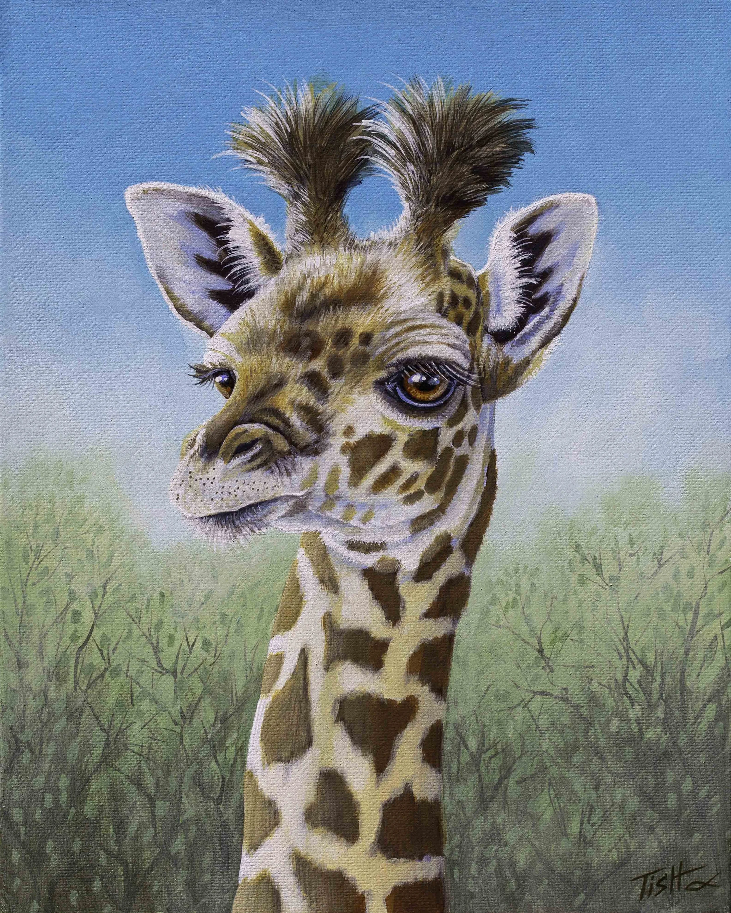 Baby Giraffe Portrait