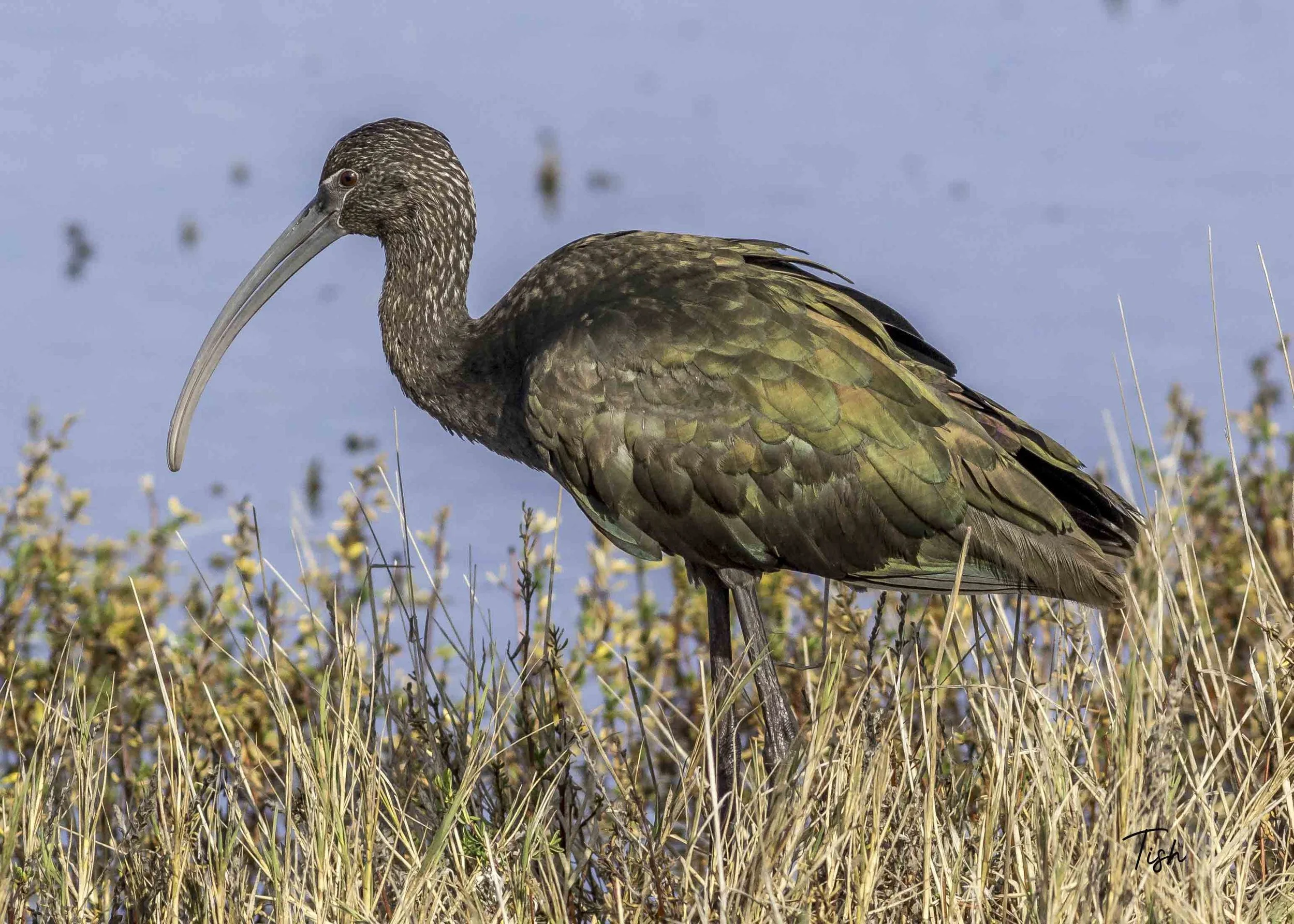 White Faced Ibis