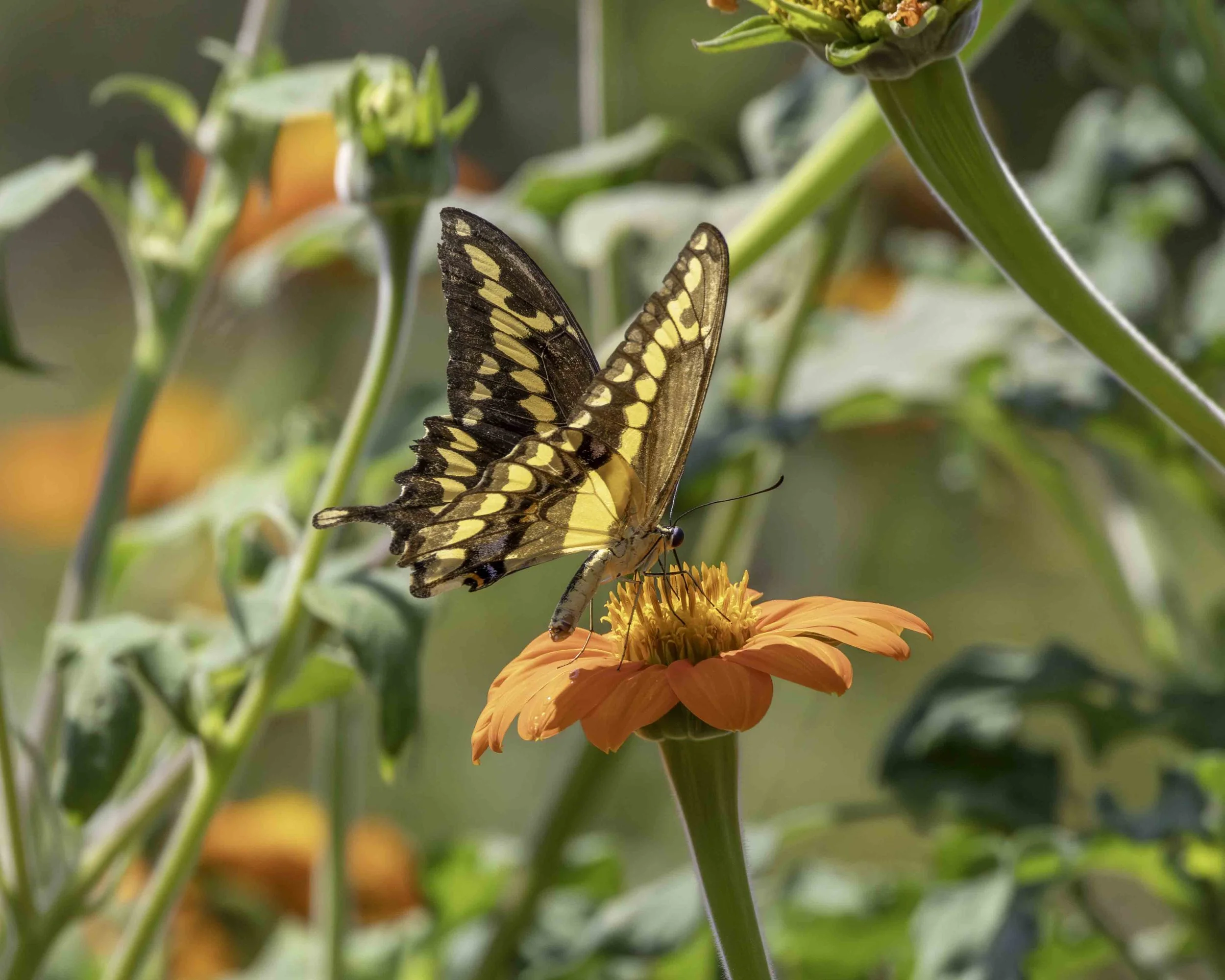 Swallowtail Butterfly