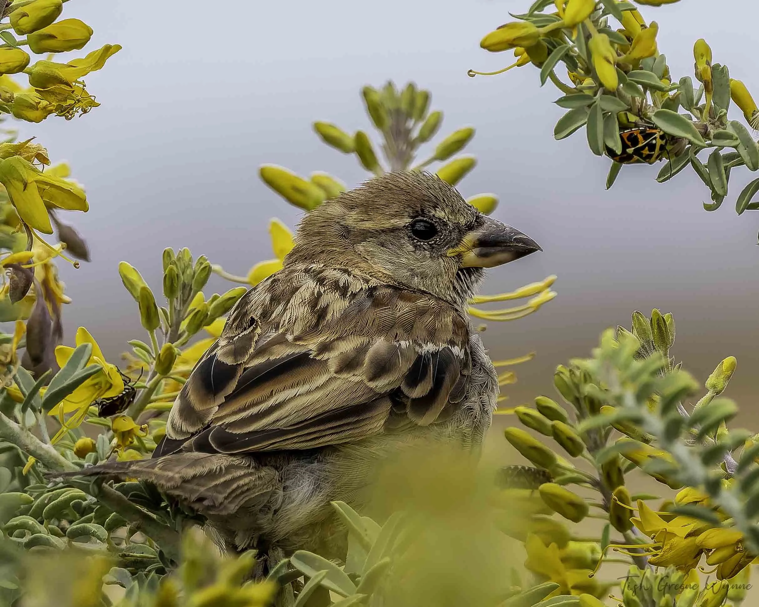 House Sparrow Juvenile