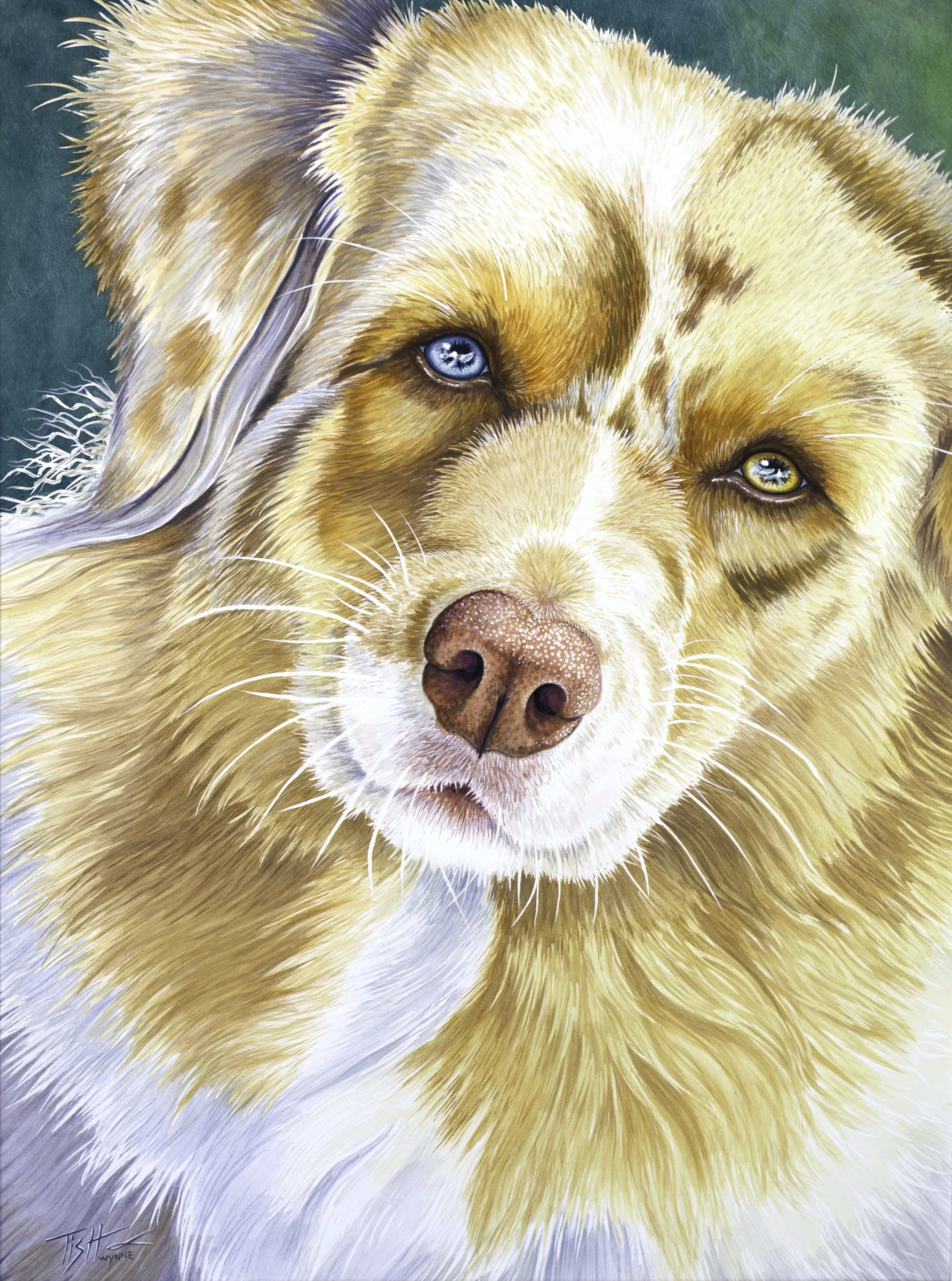 watercolor painting of a close-up of a austrailian sheperd dog with heterochromatic eyes, one blue and one amber, with detailed fur and a pink nose.