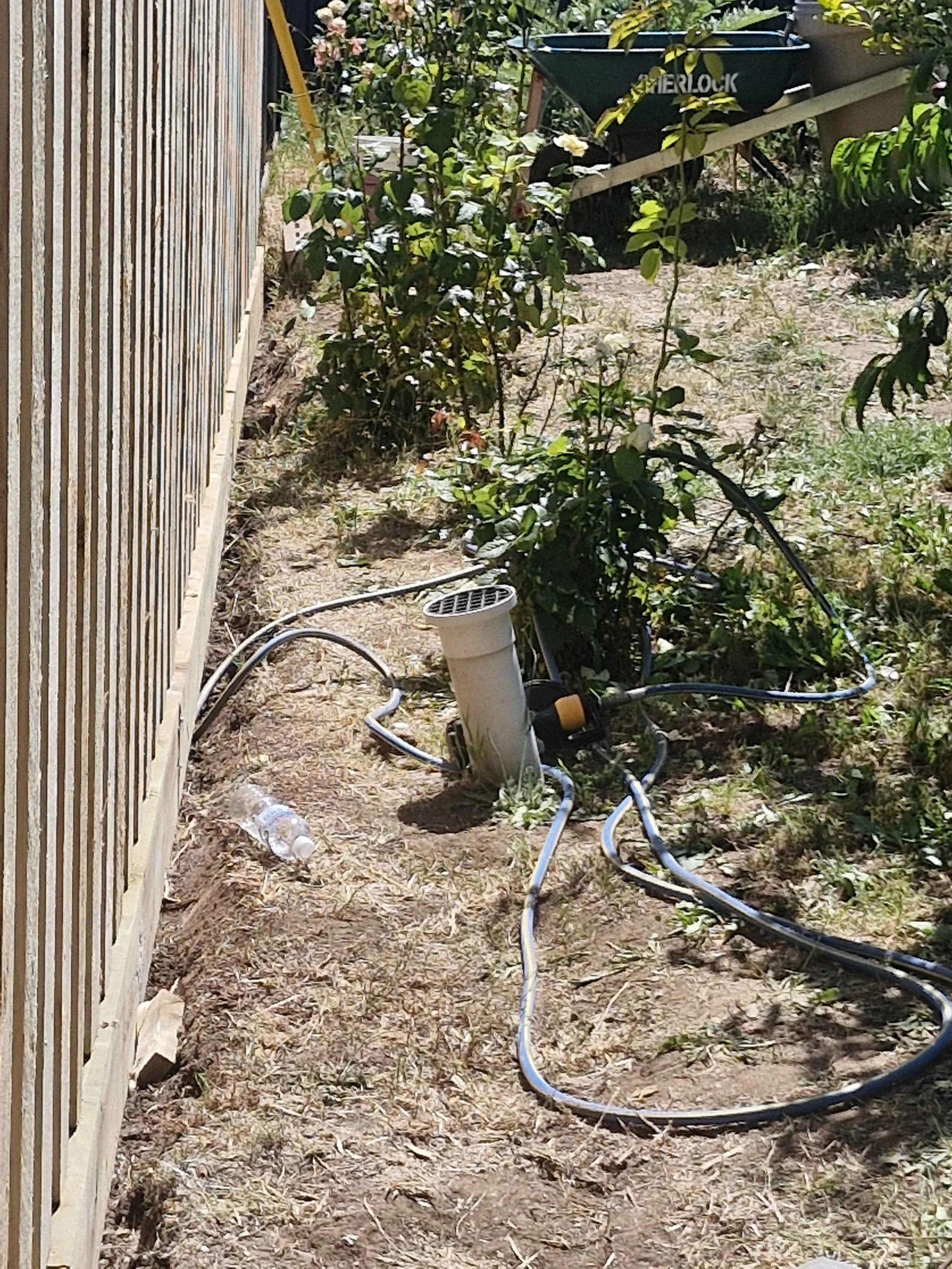 Garden area with a drip irrigation system connected to a pipe, a plastic water bottle on the ground, plants including roses, a wooden fence on the left, and garden tools including a wheelbarrow and a watering can in the background.