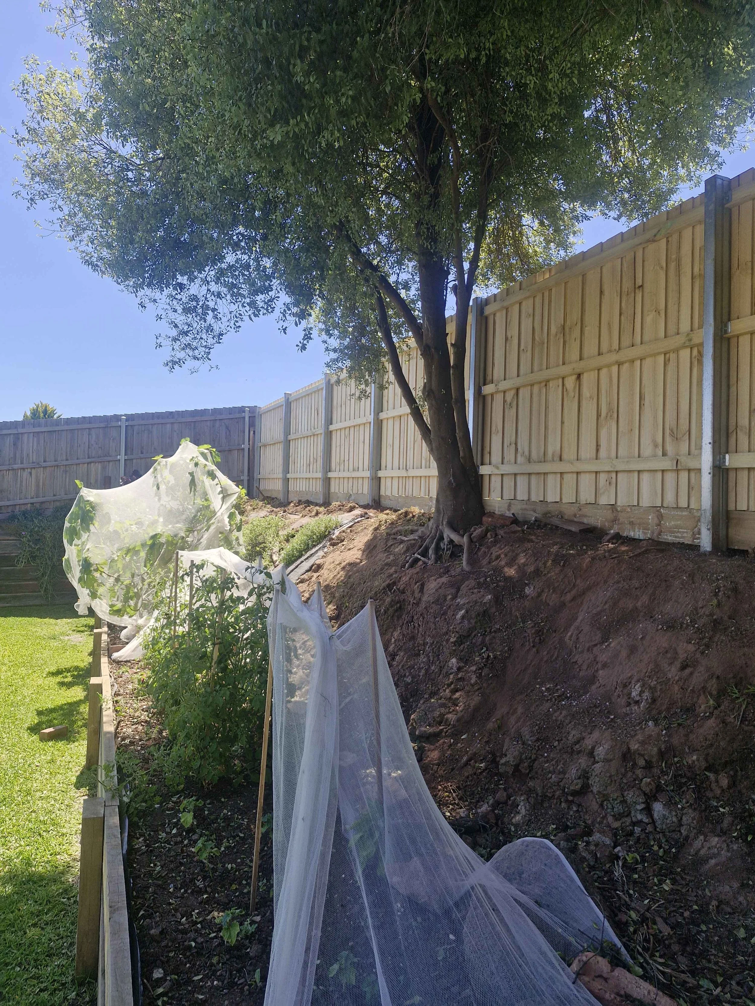 A backyard garden with a large tree, a wooden fence, and a row of plants protected by netting.