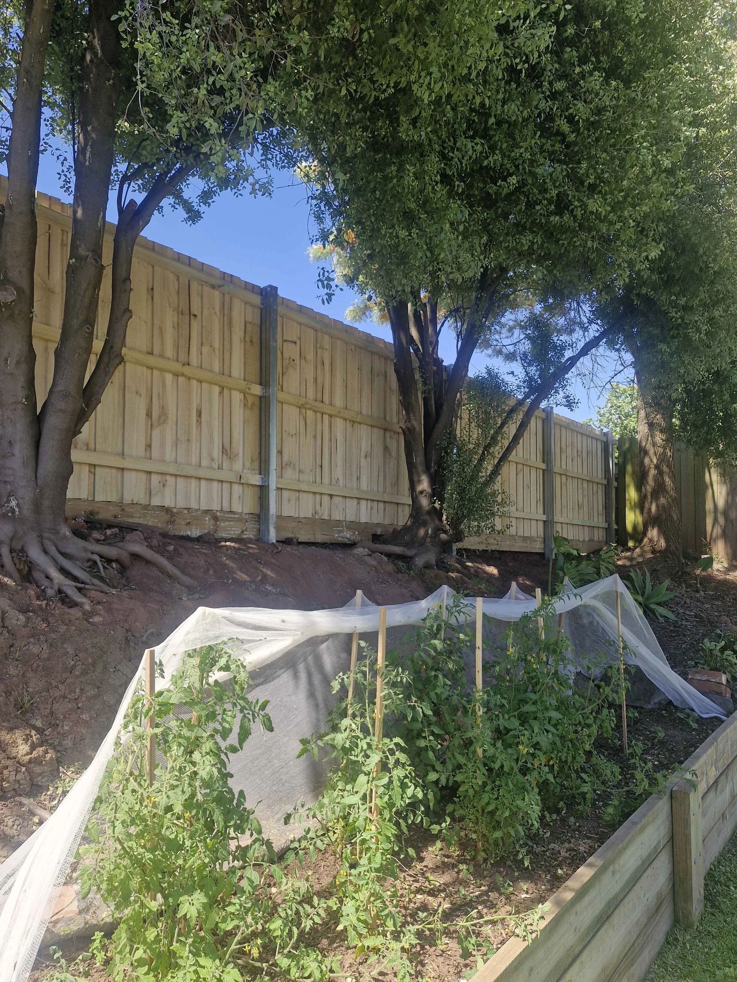 Vegetable garden with tomato plants supported by stakes and protected by netting, on a sloped backyard with a wooden fence and trees.