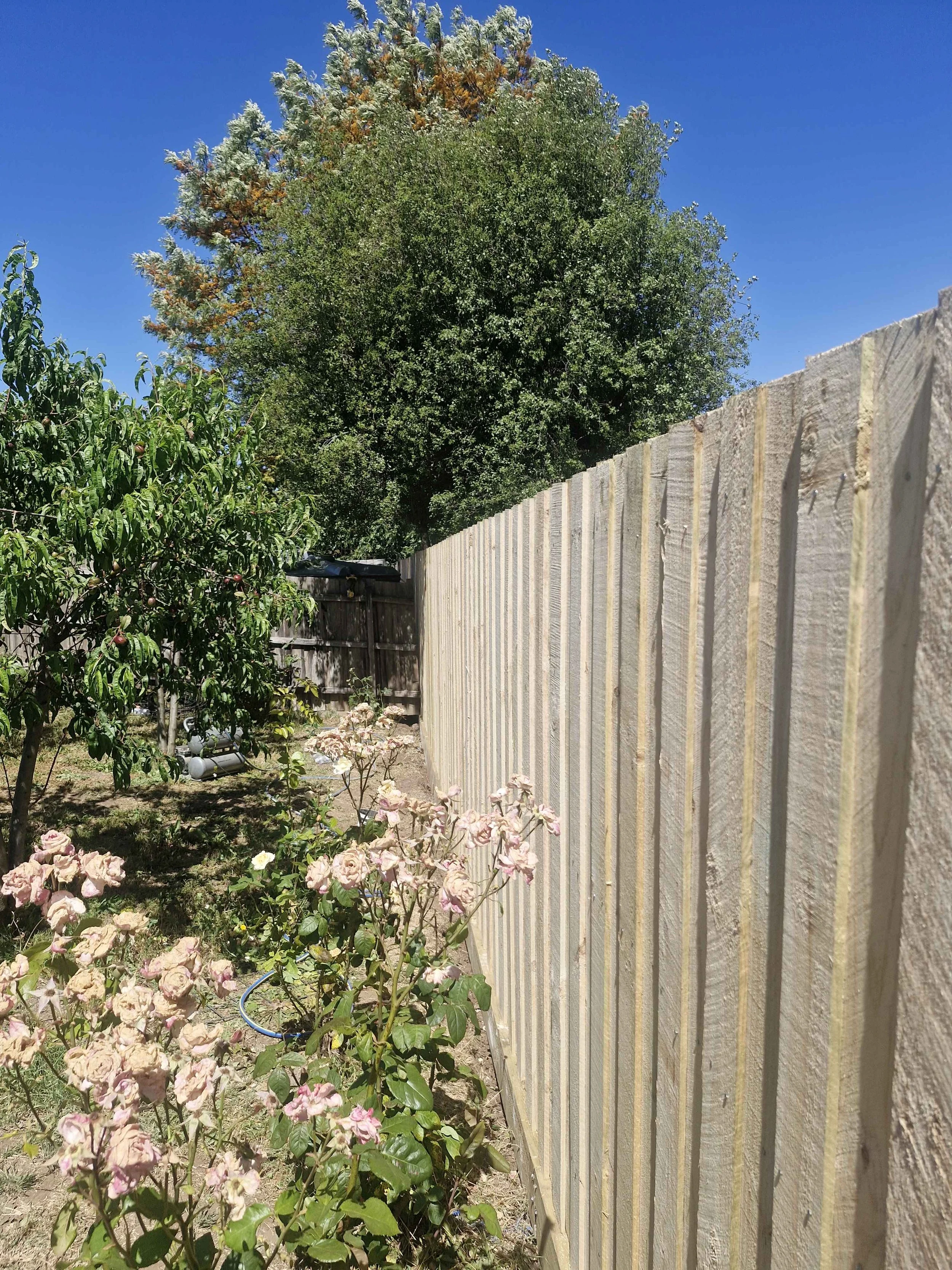 A backyard garden with flowering rose bushes and a wooden fence under a clear blue sky, with a large tree in the background.