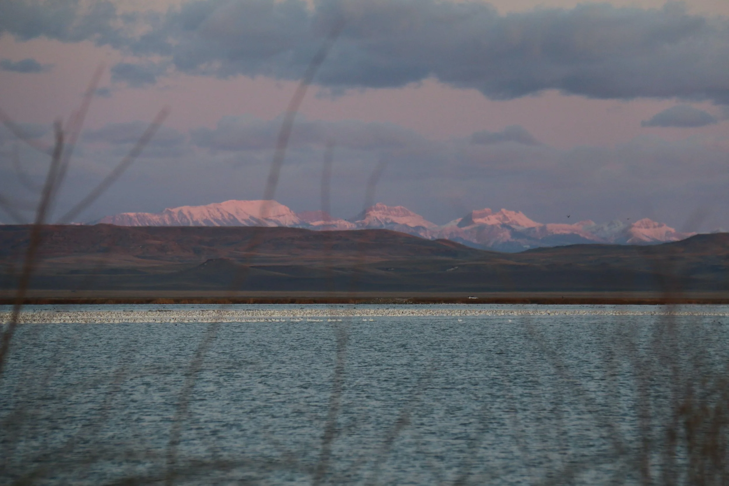 Snow geese at rest on the water - Photo by Lena Olson