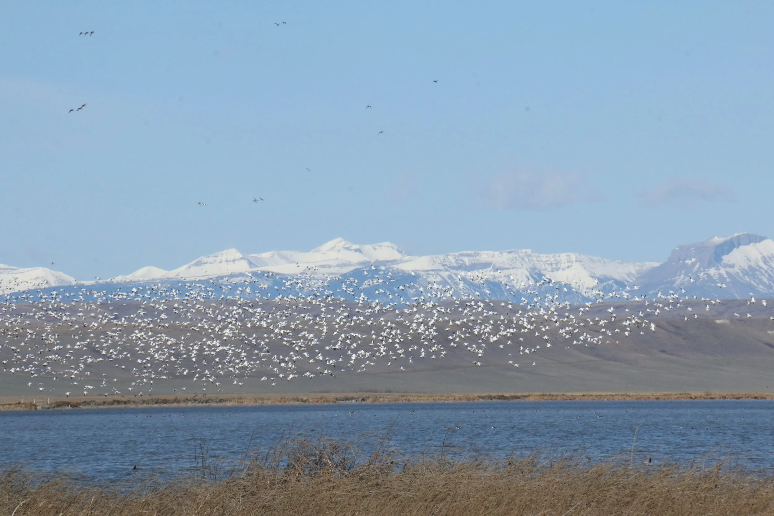 Snow geese in flight - Photo by Lena Olson