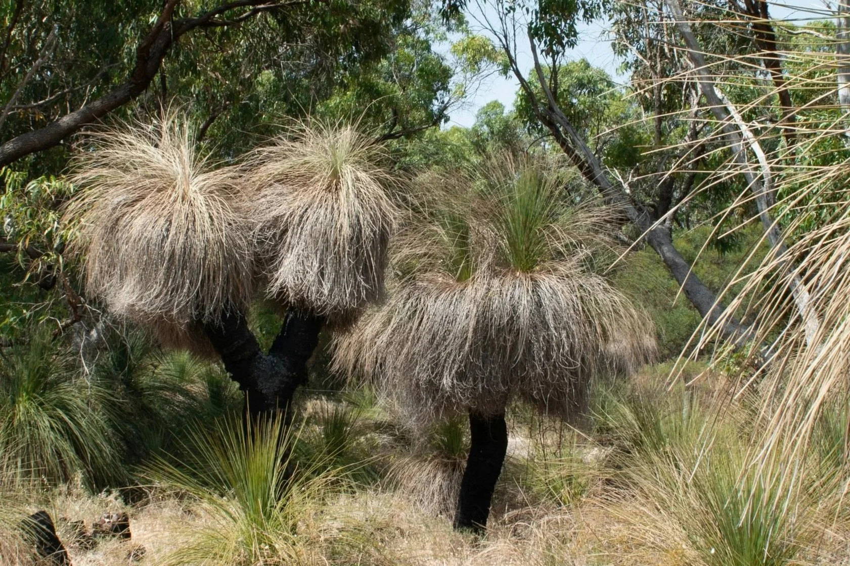 Health Country Management at Bandicoot Reserve