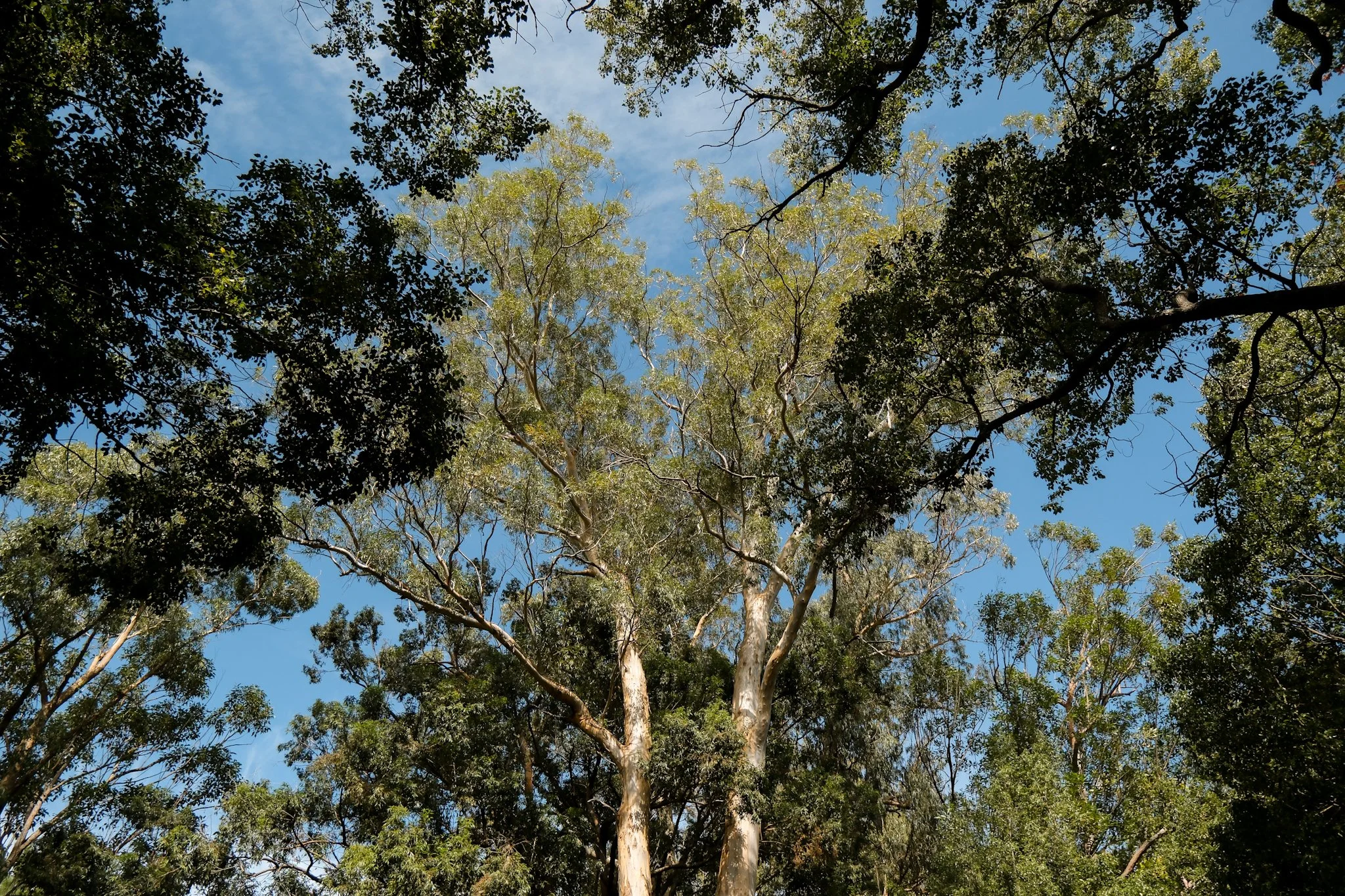 waroona-aboriginal-culture-workshop-community-organisation-junior-ranger-welcome-smoking-ceremony-bindjareb-boodja-noongar-elder-western-australia-south-west.jpg