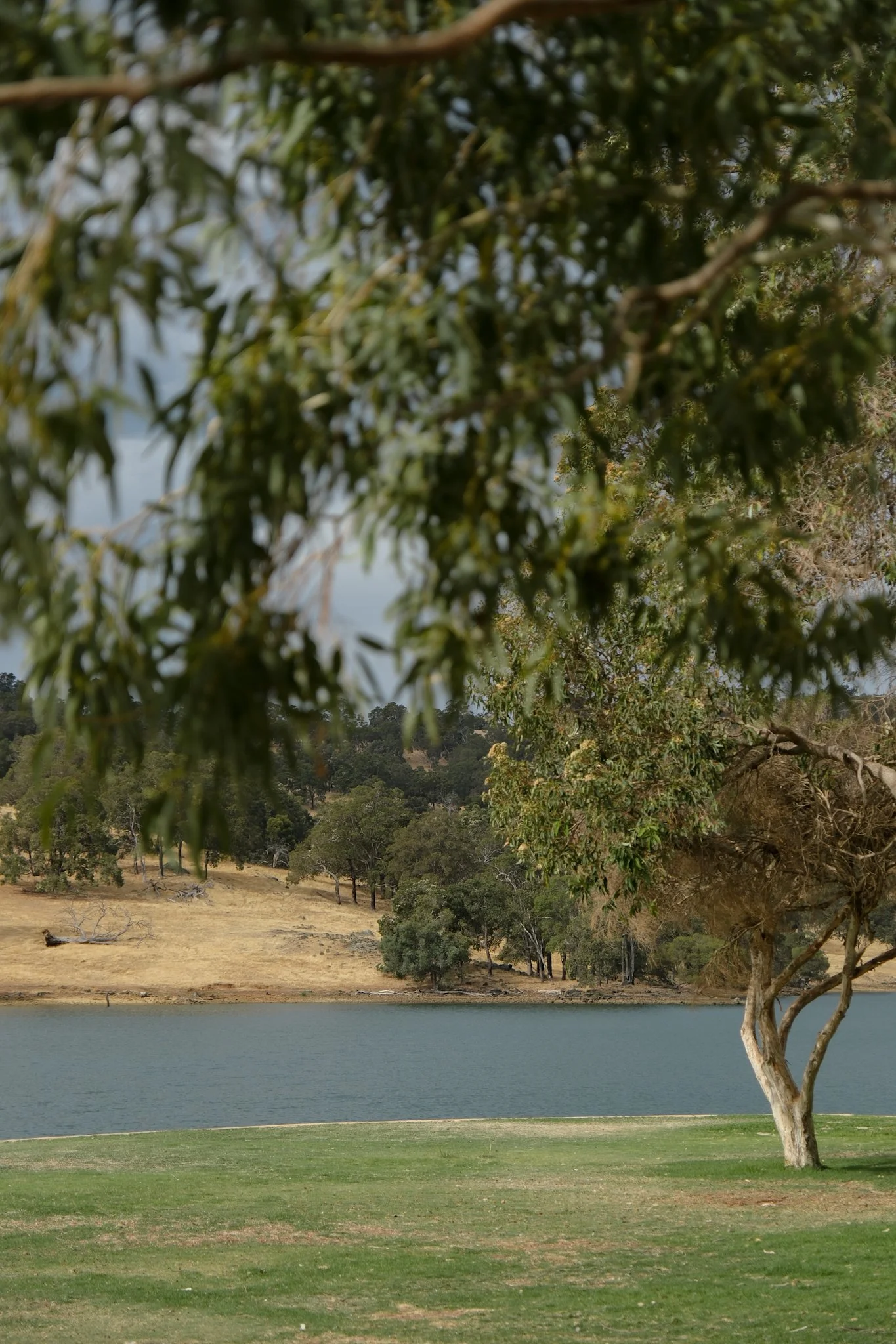 waroona-aboriginal-culture-workshop-community-organisation-junior-ranger-welcome-smoking-ceremony-bindjareb-boodja-noongar-elder-western-australia-south-west