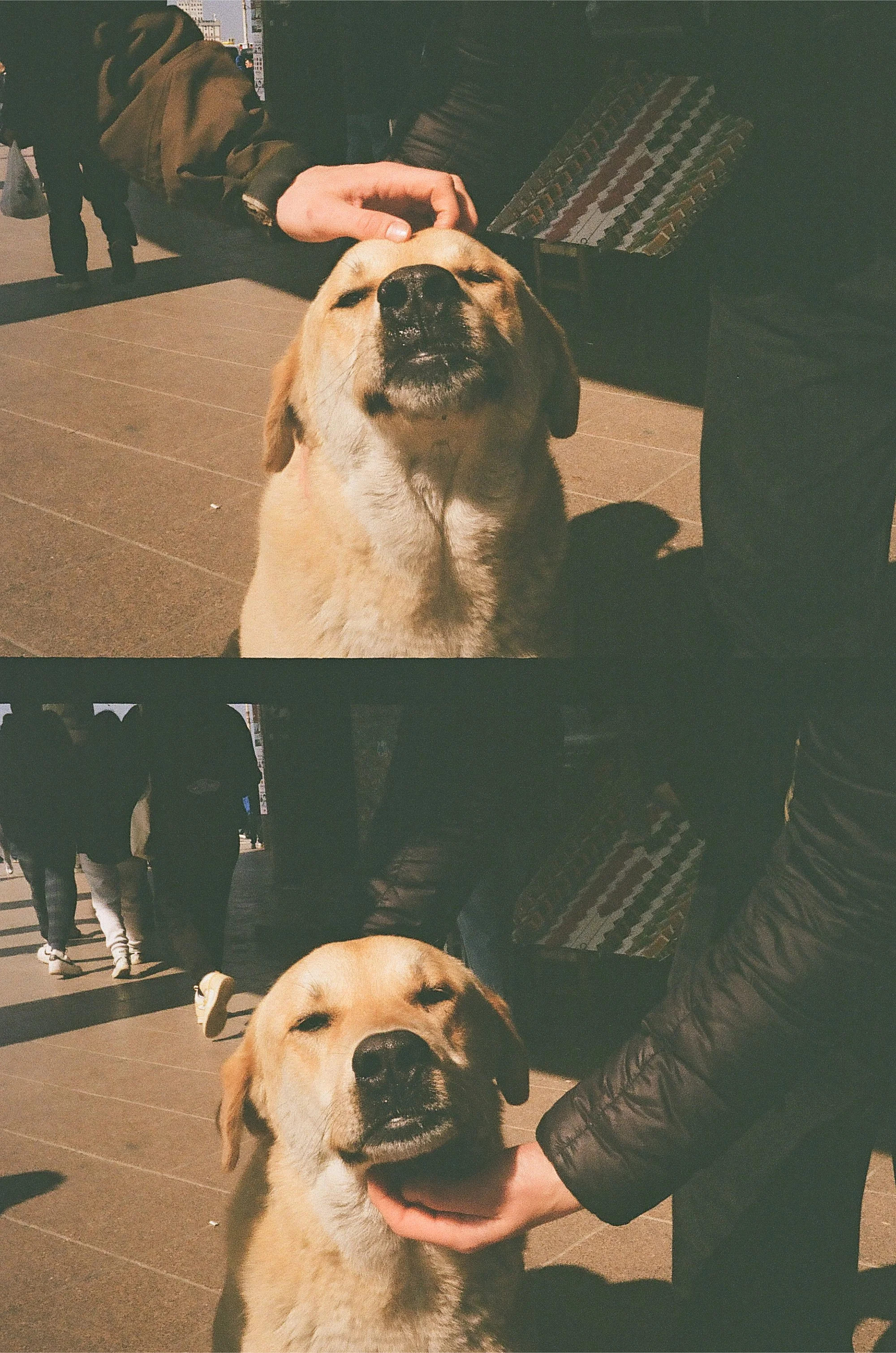 A person petting a happy yellow Labrador Retriever dog on a city sidewalk during daytime.