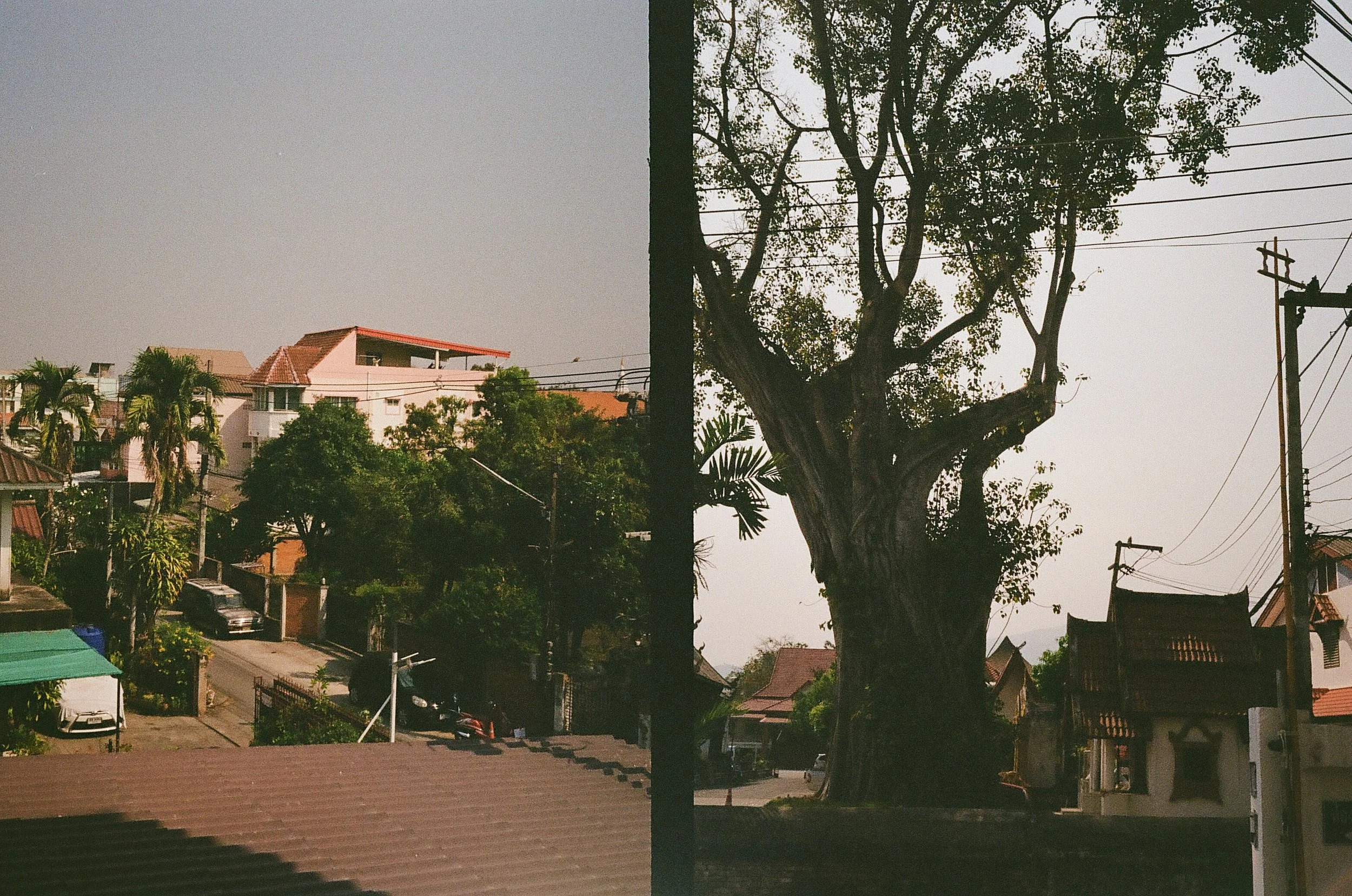 Split view of a neighborhood with the left side showing a sunny street with houses, cars, and palm trees, and the right side featuring a silhouette of a large tree against a clear sky, with power lines and rooftops visible.
