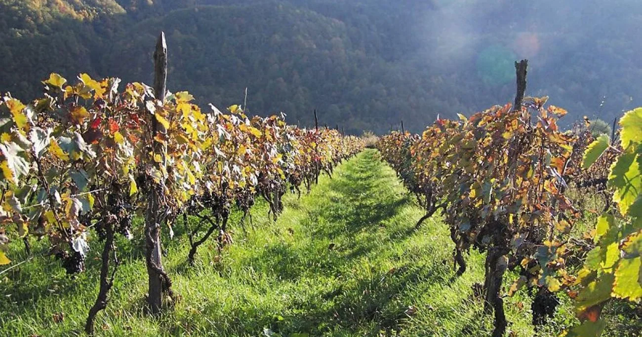Vineyard with rows of grapevines in a rural setting with green grass and hills in the background.