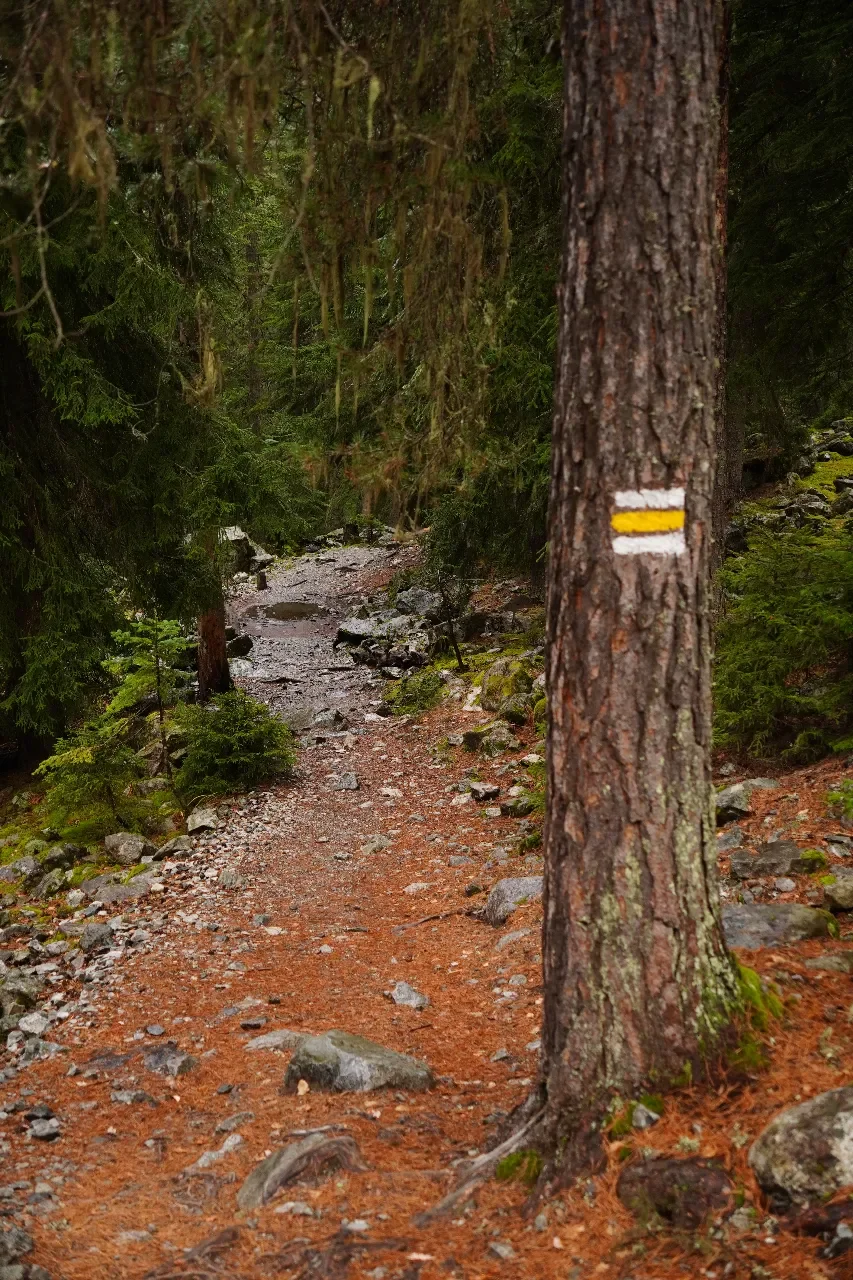 A forest trail with a marked tree showing white and yellow trail markers, surrounded by green trees and moss-covered rocks.