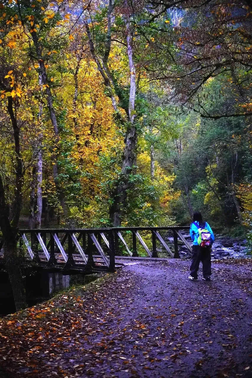 A hiker in a blue jacket and backpack stands on a wooded trail beside a small bridge, surrounded by autumn-colored trees with leaves fallen on the ground.