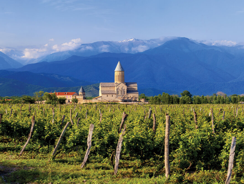 Vineyard with a stone church and mountains in the background.