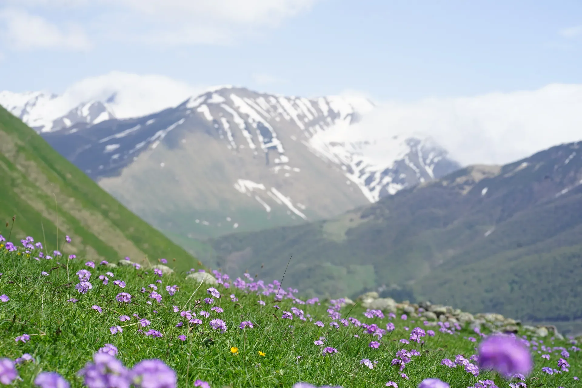 Green grassy hillside with purple flowers, snow-capped mountains in the background under a partly cloudy sky.