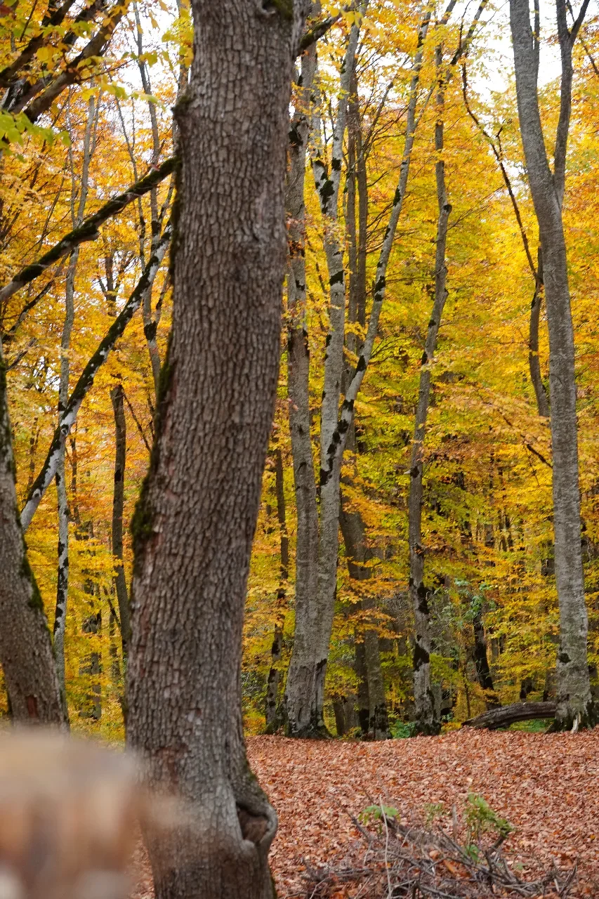 A forest with tall trees and colorful autumn leaves, fallen leaves covering the ground, and a blurry object in the foreground.