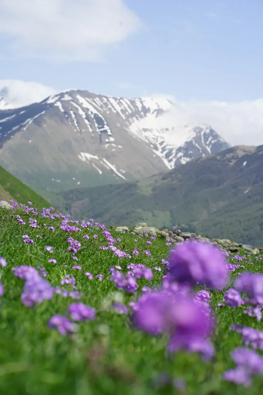 A scenic mountain landscape with snow-capped peaks in the background and a green meadow filled with purple flowers in the foreground.