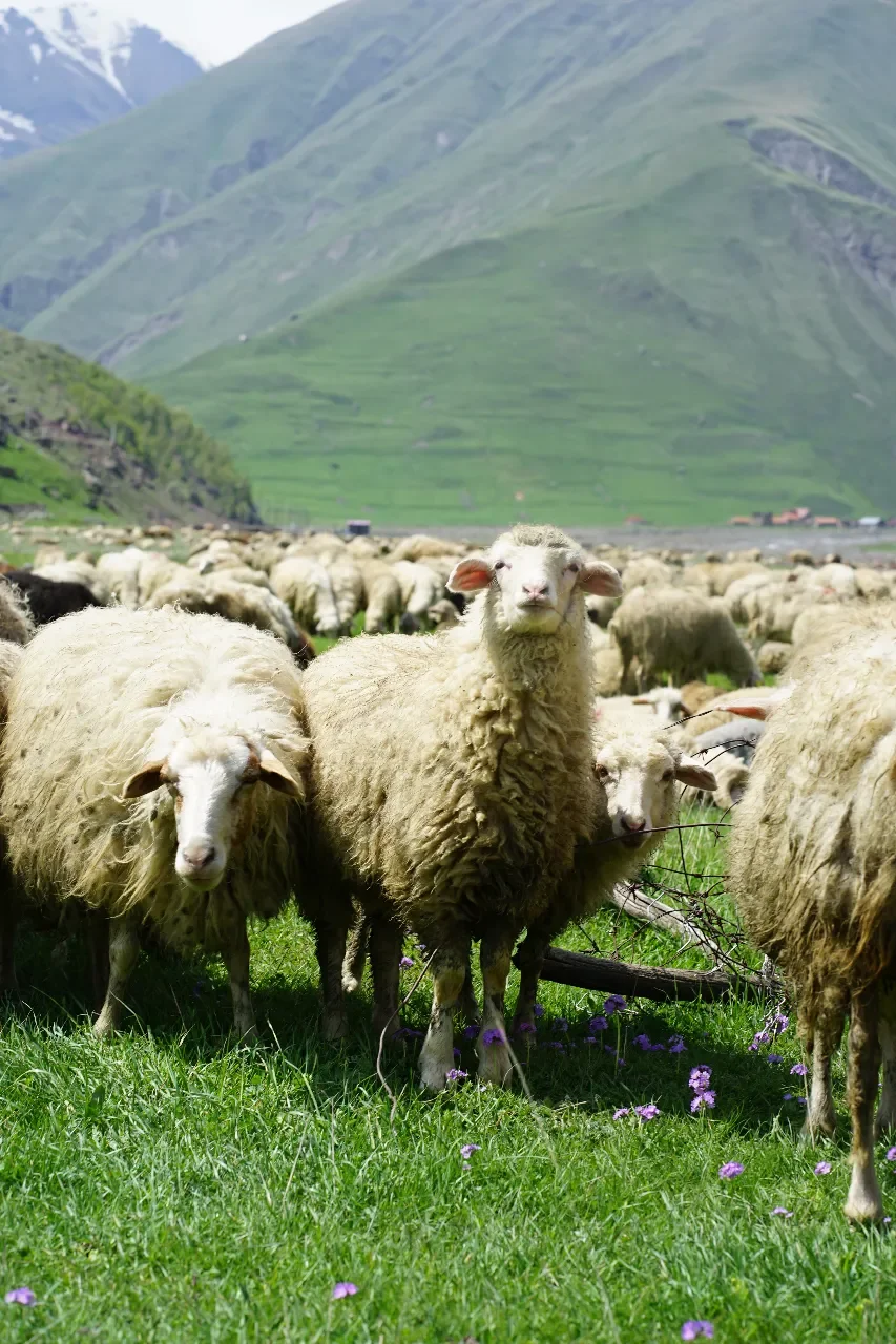 A flock of sheep grazing on green grass with mountains in the background.