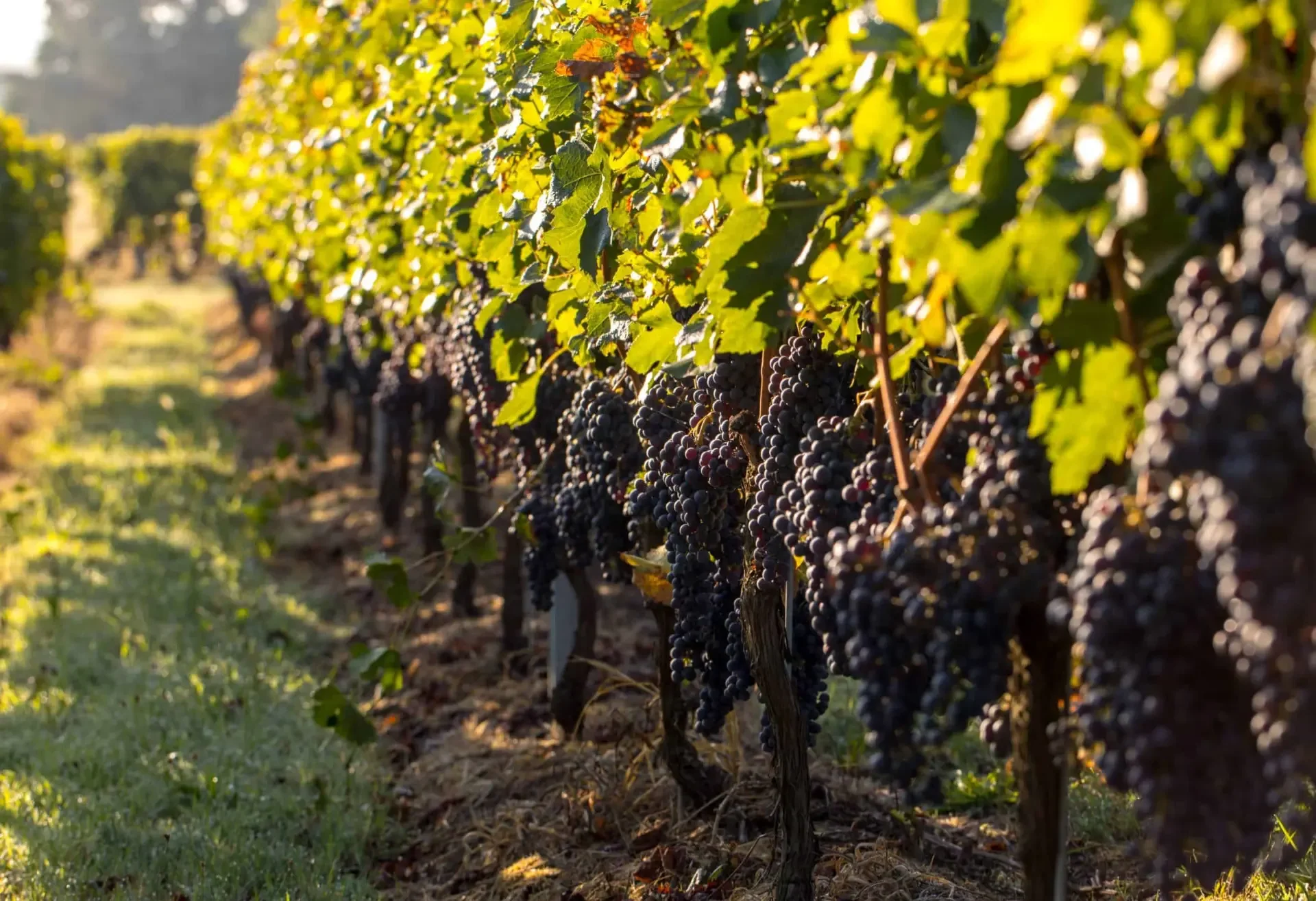 Rows of grapevines with bunches of dark purple grapes hanging from the vines, in a vineyard during late afternoon sunlight.