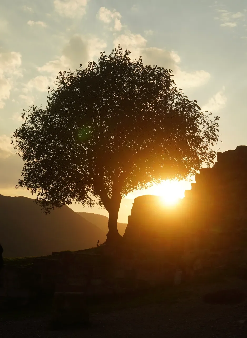 A silhouette of a tree against a setting sun with mountains in the background.
