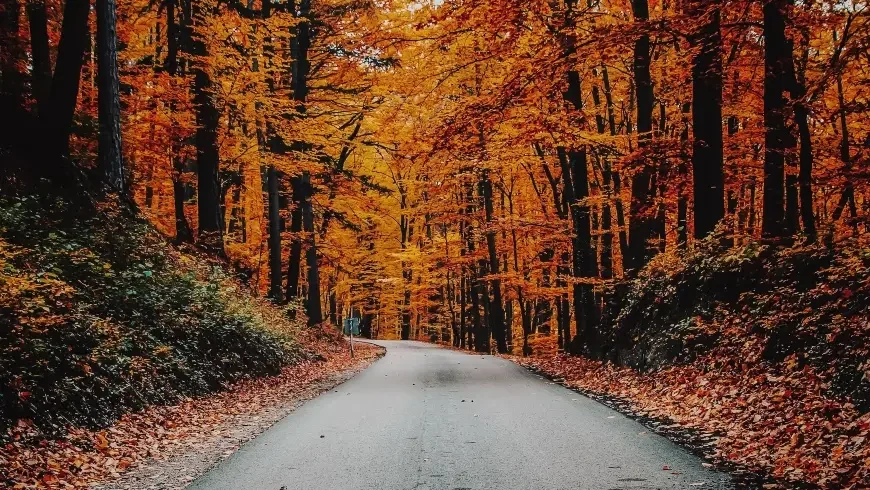 A winding road through a dense forest with autumn-colored leaves in shades of orange, yellow, and red.