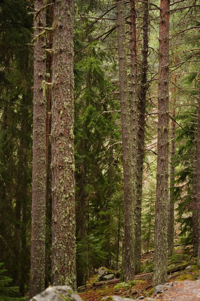 A dense forest of tall, thin pine trees with textured bark, surrounded by green moss and foliage.