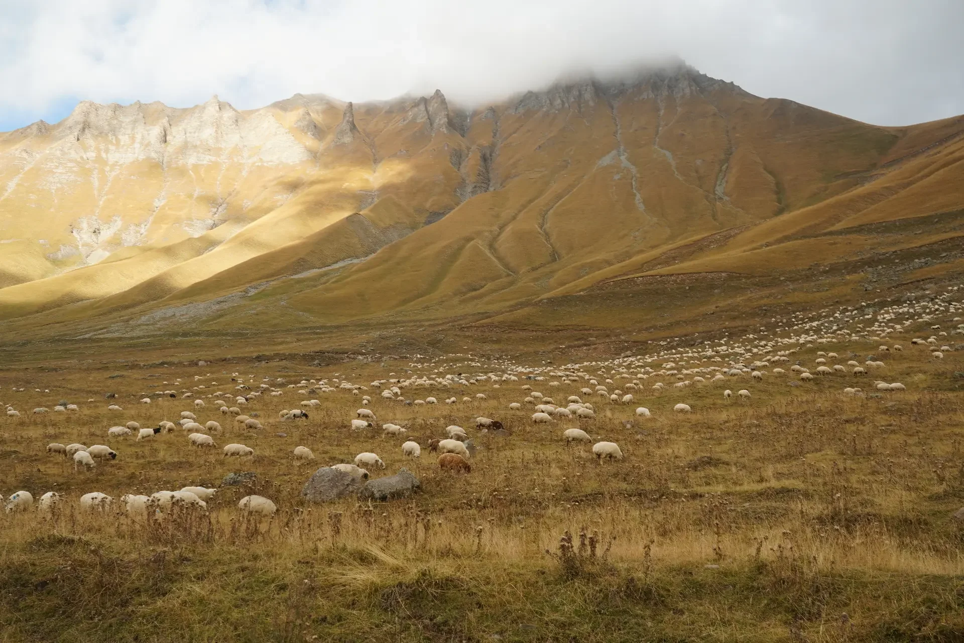 A vast mountain landscape with rolling grassy hills and a large herd of sheep grazing in the foreground, mountains with peaks partially covered by clouds in the background.