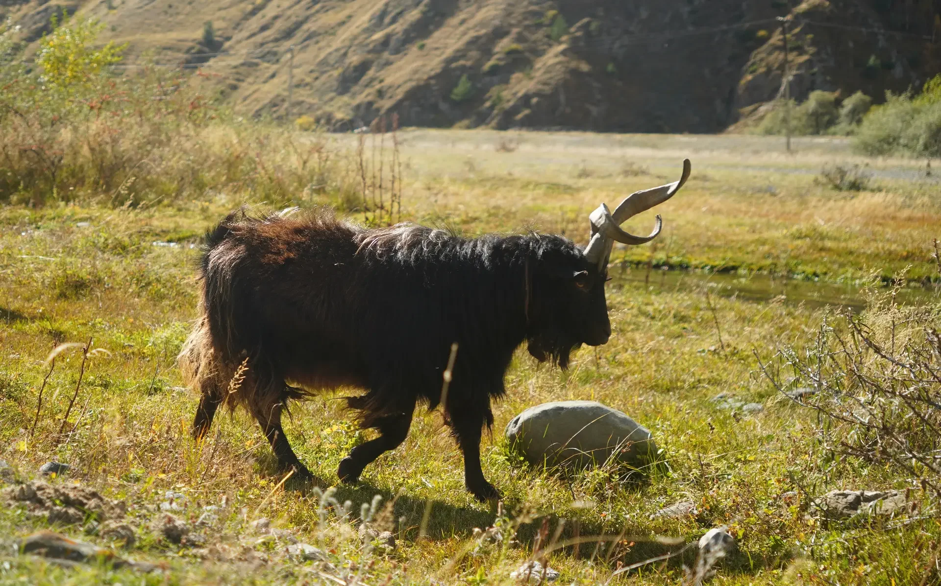 A black goat with long hair and large curved horns walking through a grassy area in a hilly landscape with sparse vegetation and rocks.