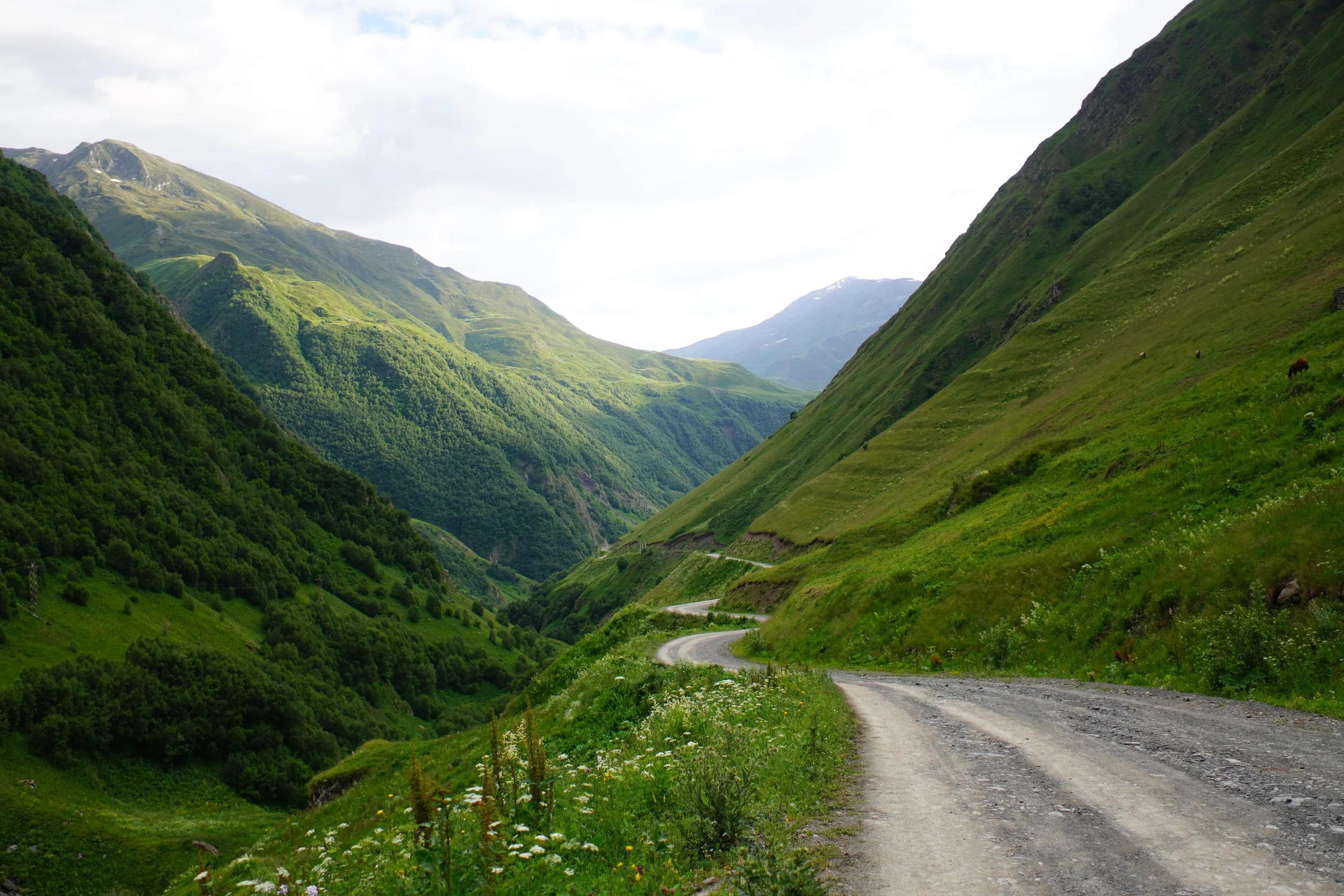 A winding dirt road through lush green mountains with patches of white flowers along the roadside.