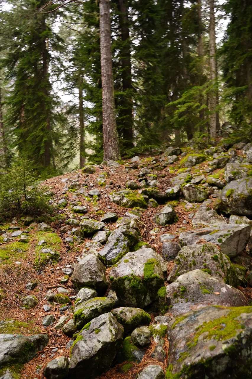 A forest trail with large rocks and moss, surrounded by tall evergreen trees.