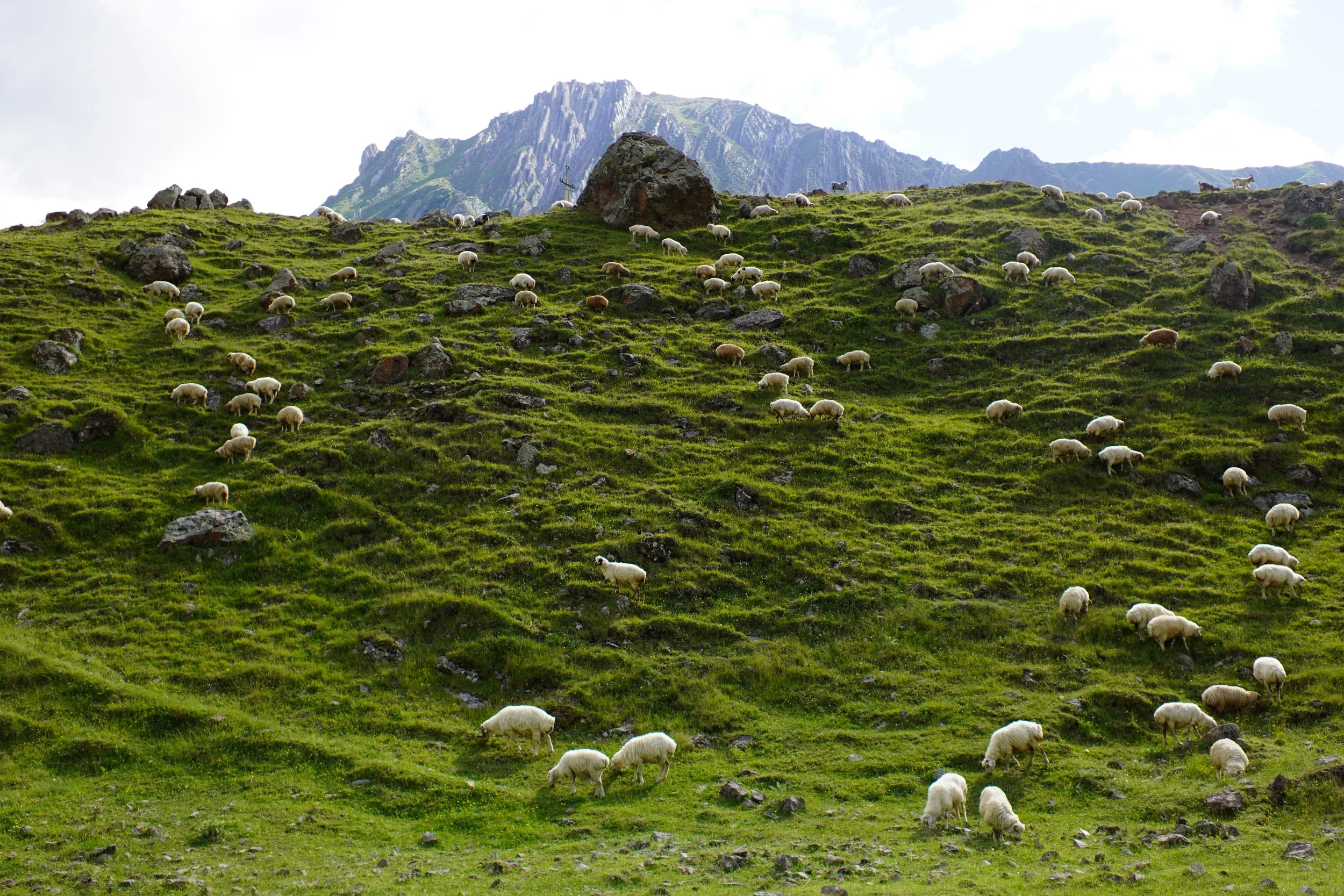 Green hillside with a flock of sheep grazing and resting, rocky terrain, and mountains in the background under a partly cloudy sky.