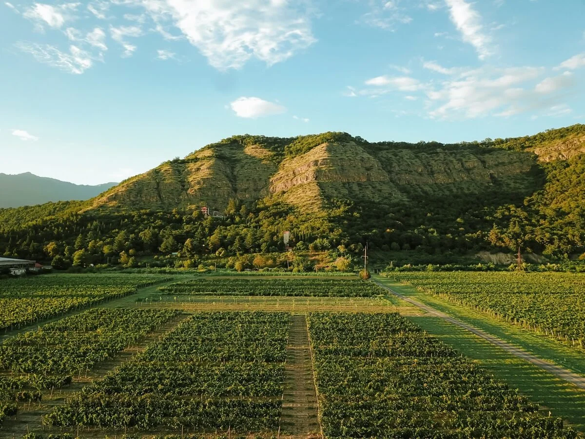 Vineyard fields at the base of green, terraced hills during sunset.