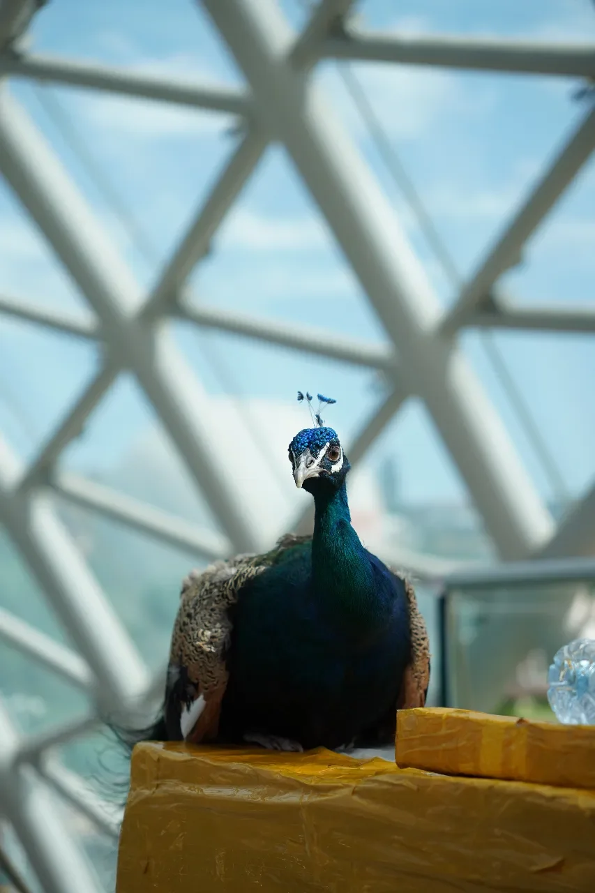 A peacock with vibrant blue and green feathers is perched on a yellow surface inside a building with a geometric glass ceiling.