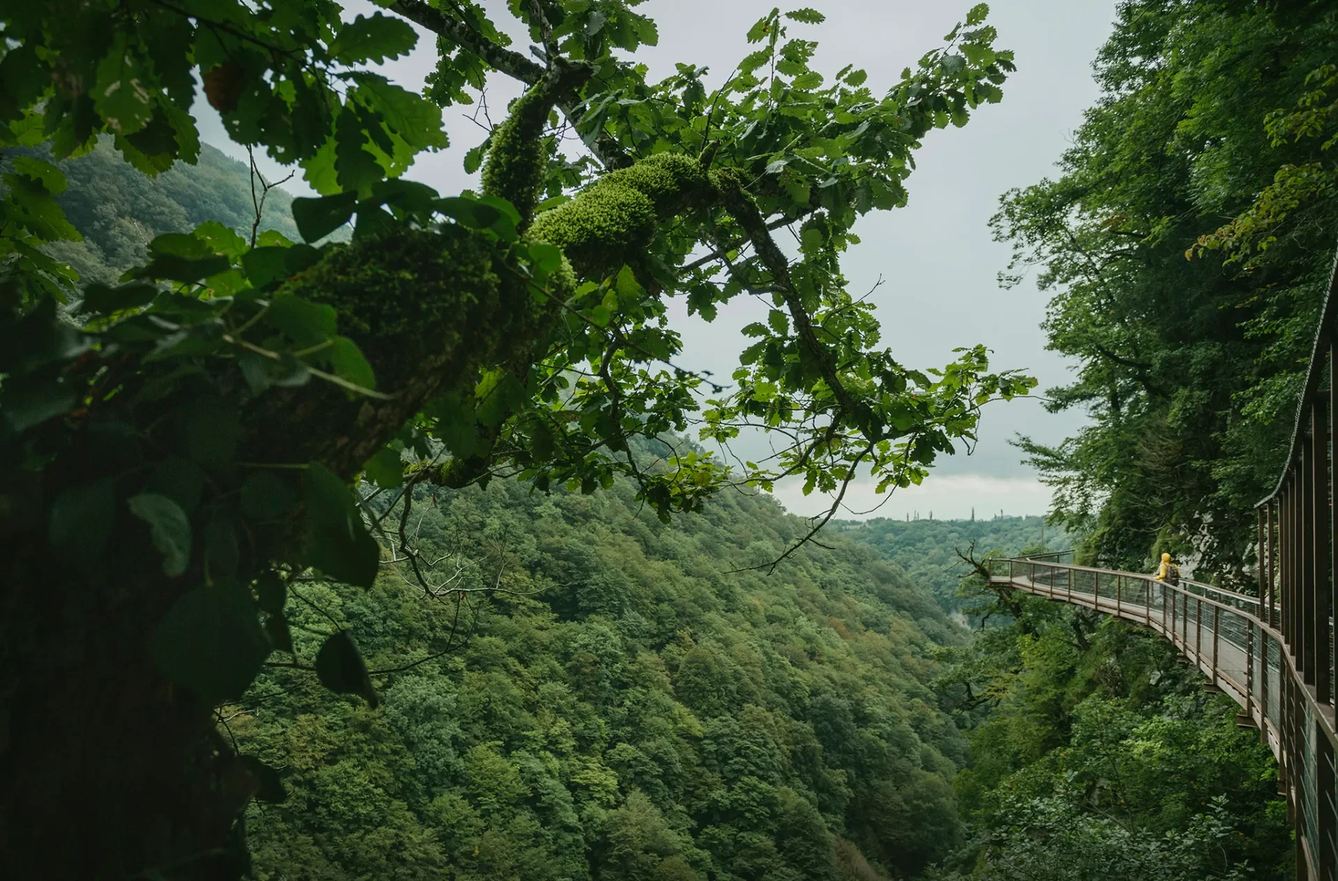 A lush green forest viewed from a metal walkway with a railing, extending along a mountainside, with overcast sky.