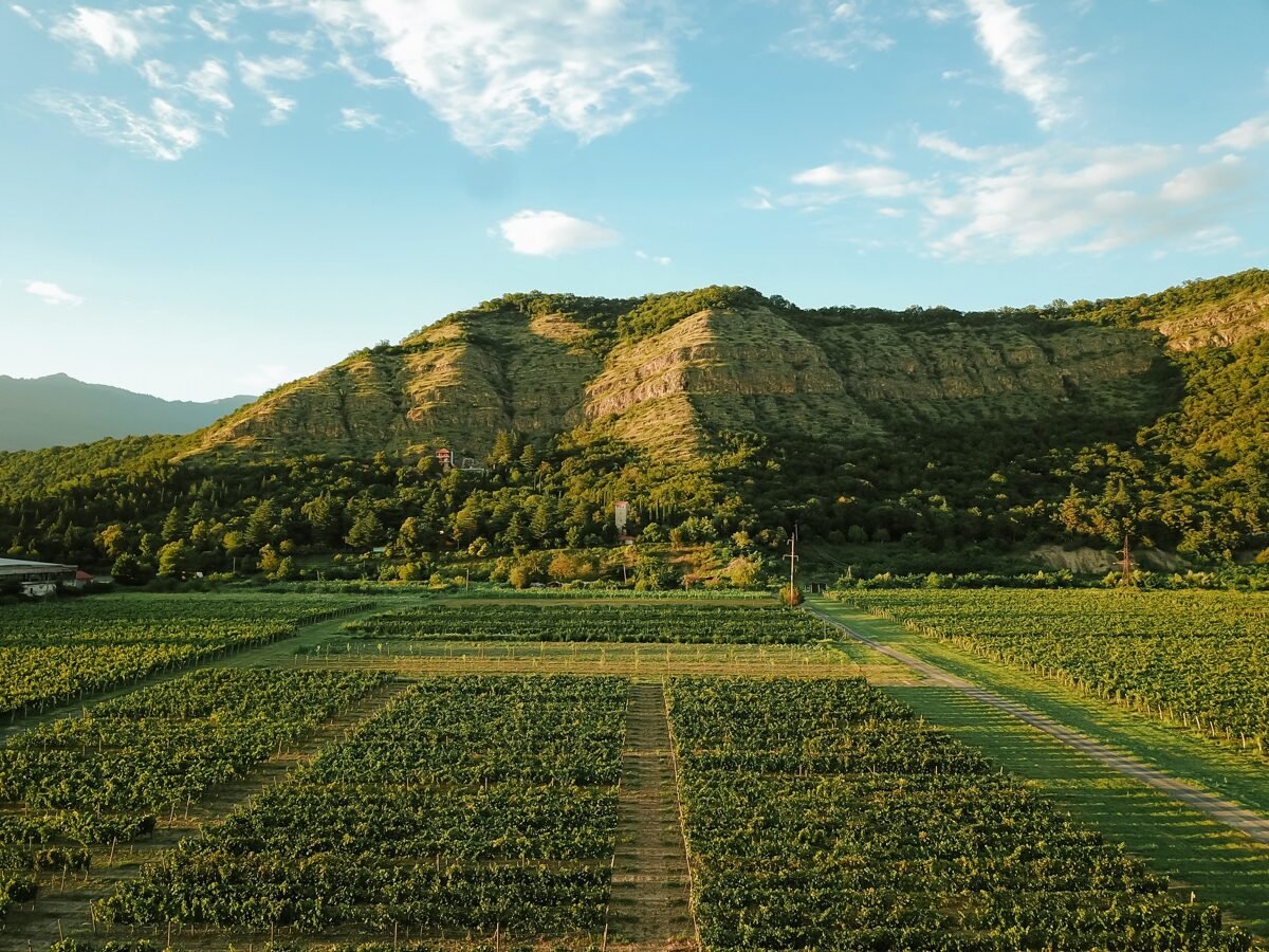 A scenic landscape of green vineyard fields with a mountain in the background under a clear blue sky with scattered clouds.