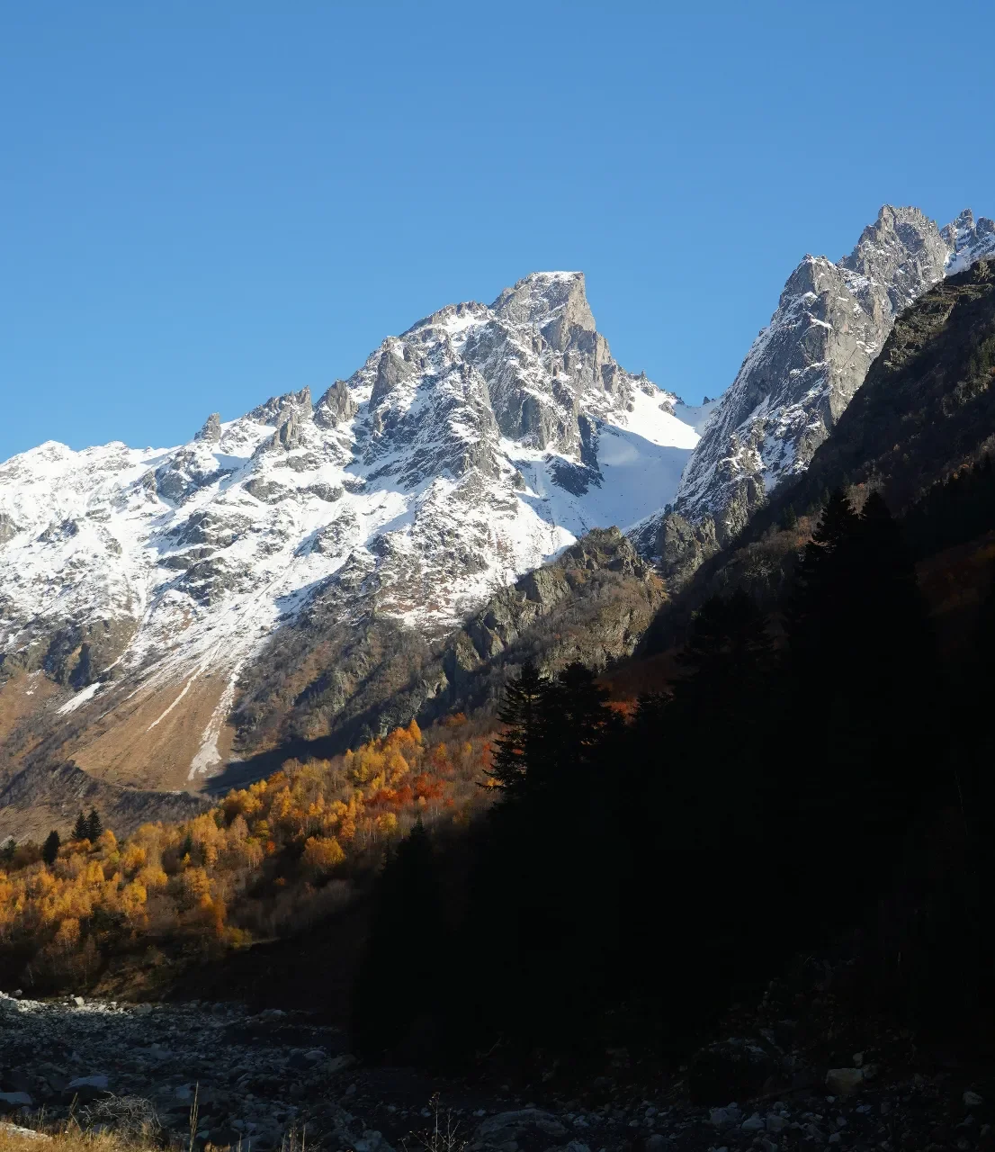 Snow-capped mountains against a clear blue sky, with a forest of trees with autumn foliage at the base.