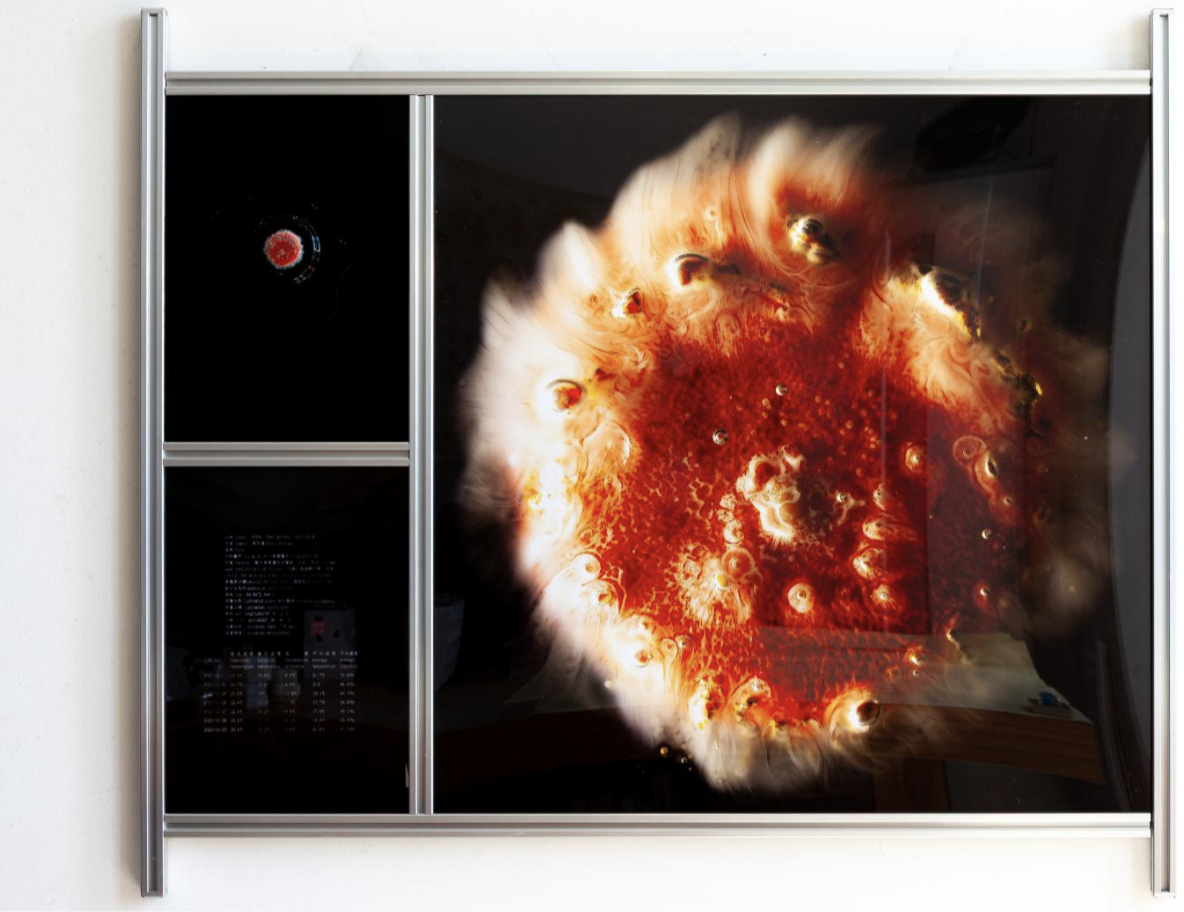 红息20251201｜
Penicillium, Agar Medium, pH Test Strips, Epoxy Resin, Iron Plate｜
84.8 × 72.8 × 4 cm｜
2025