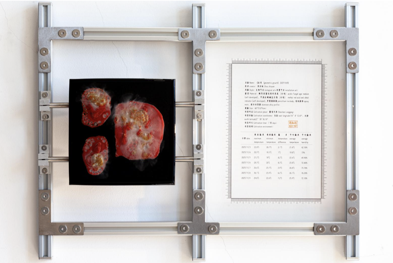 红息20251109｜
Penicillium, Agar Medium, pH Test Strips, Epoxy Resin, Iron Plate｜
46 × 33.8 × 4 cm｜
2025