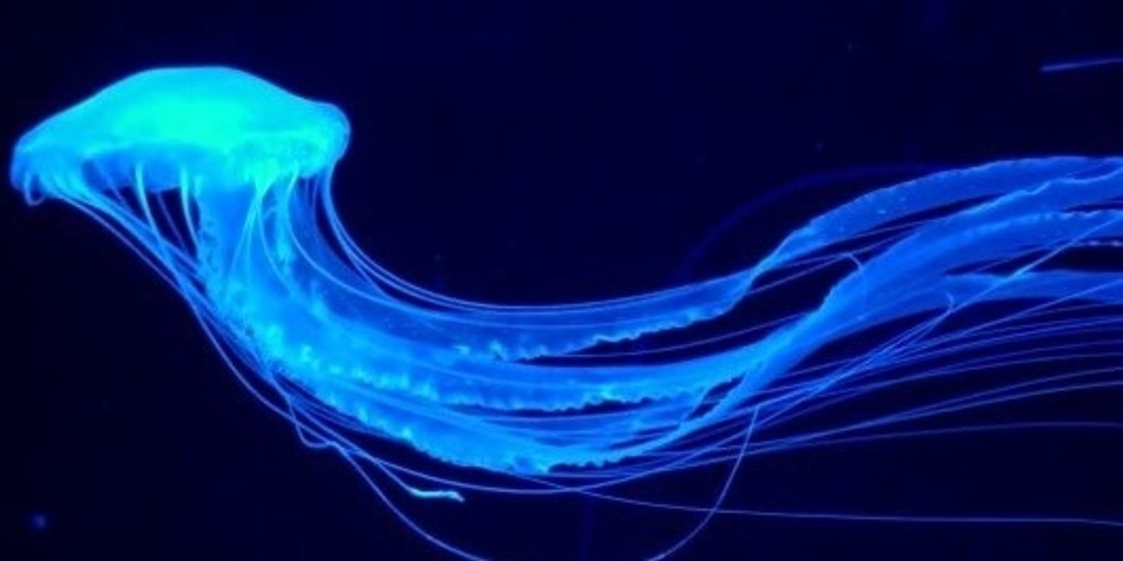 The Inner Rhythm of Being - Six-day Insight Meditation Retreat